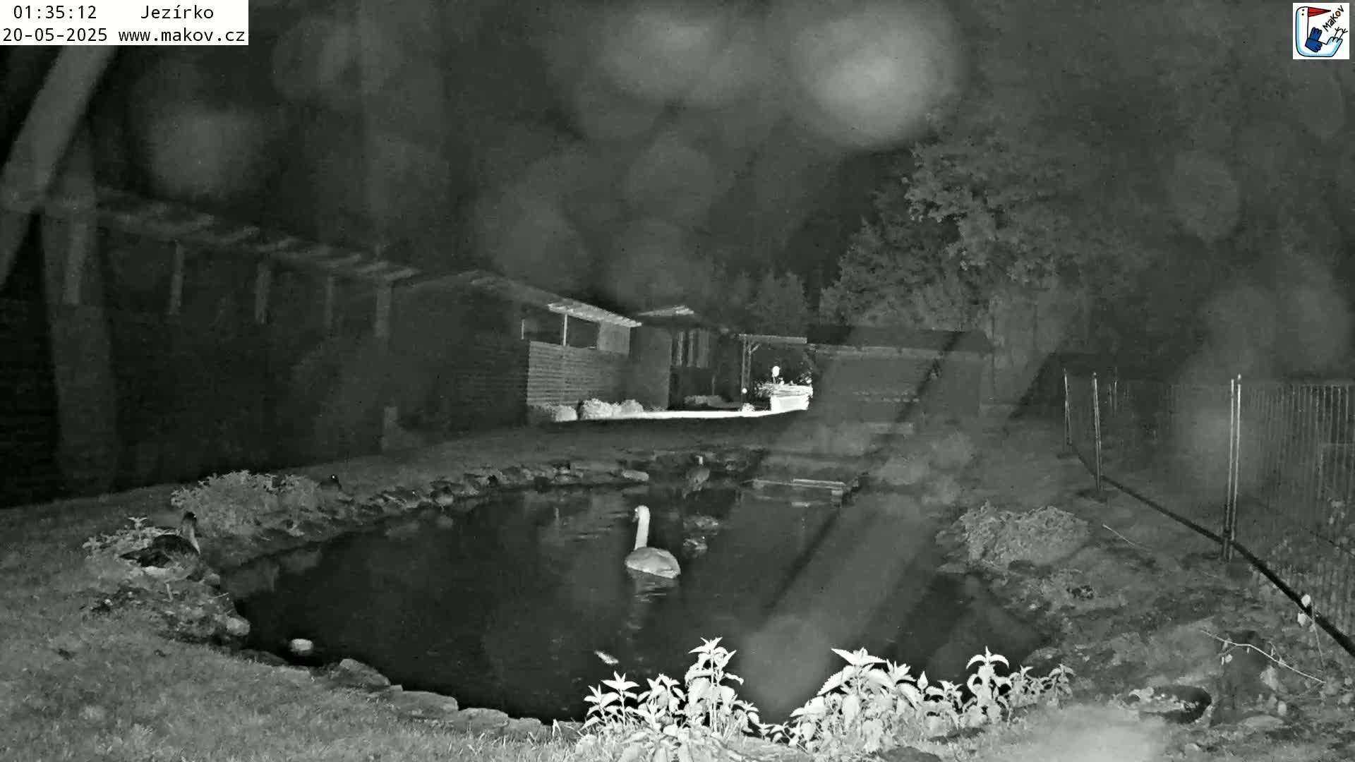 A swan swims in a dark pond at night near buildings and a fence, under a slightly overcast sky.