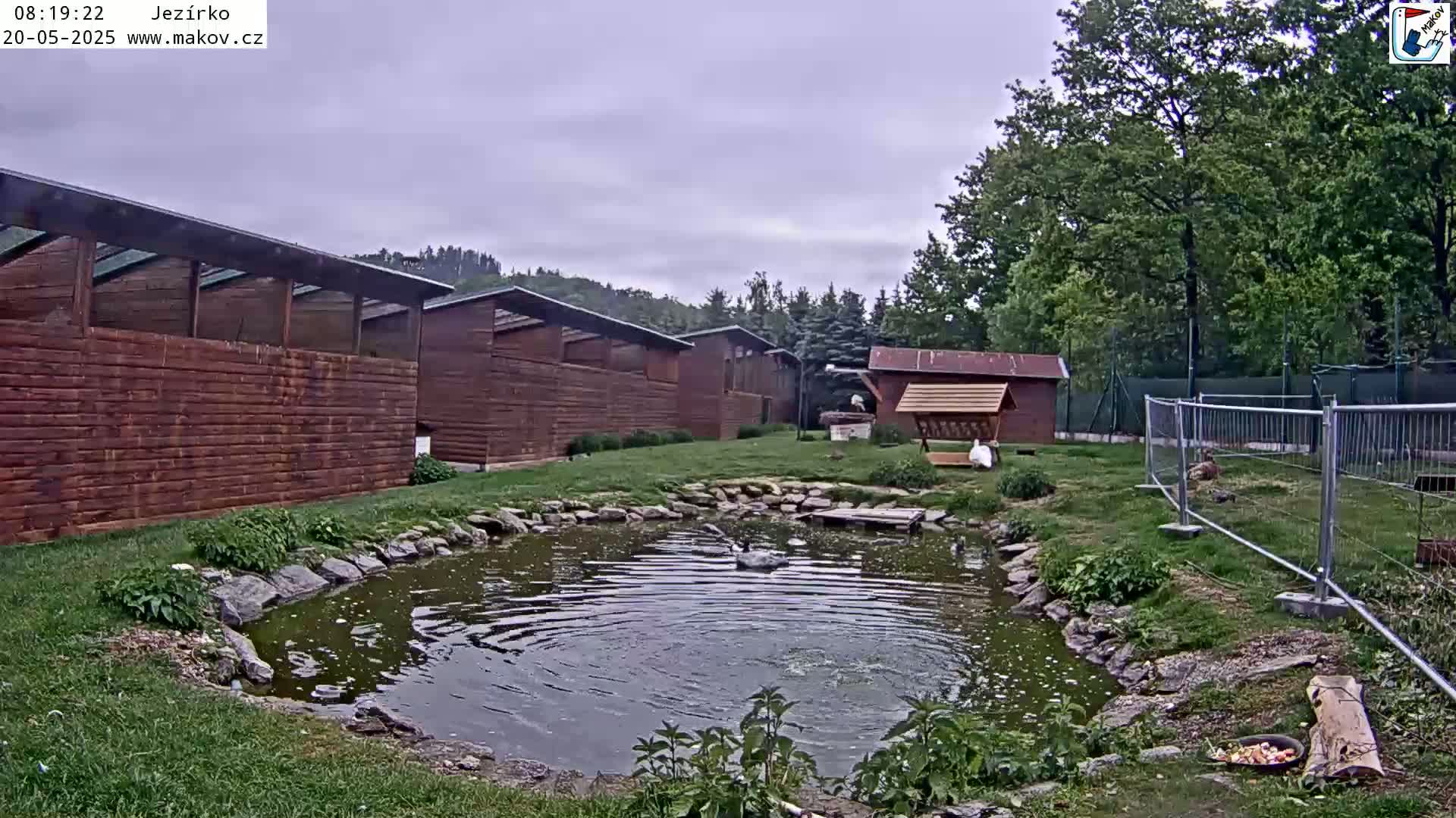 A small pond with a bird swimming in it is surrounded by a grassy area, wooden buildings, and a chain-link fence, all under an overcast sky.