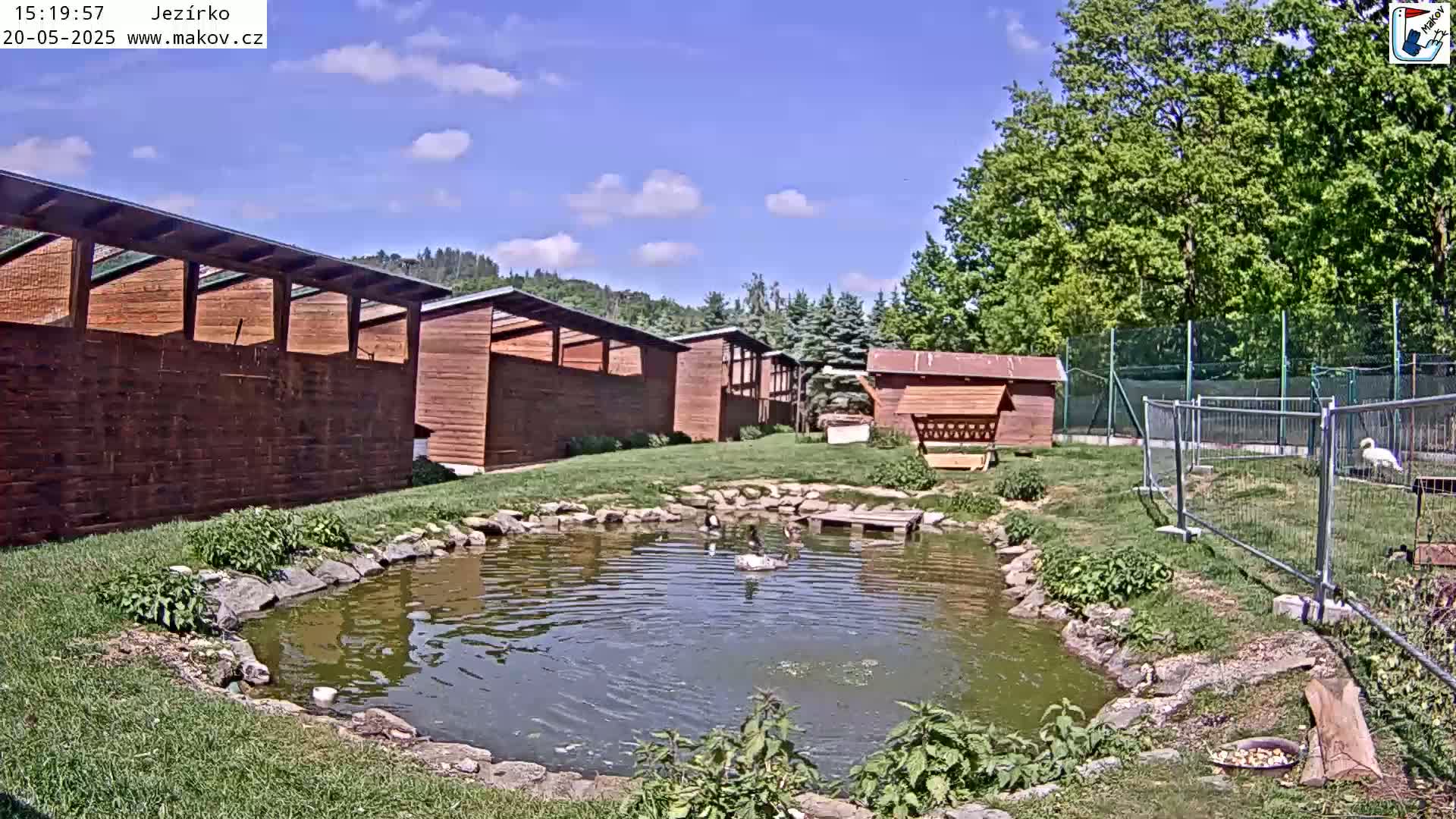 A small pond with several waterfowl in it sits in a grassy area next to several wooden structures and a fenced enclosure, all under a sunny sky.