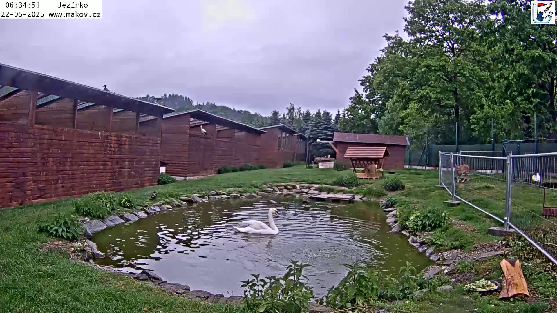 A white swan swims in a pond beside a series of brown wooden animal enclosures, under an overcast sky.