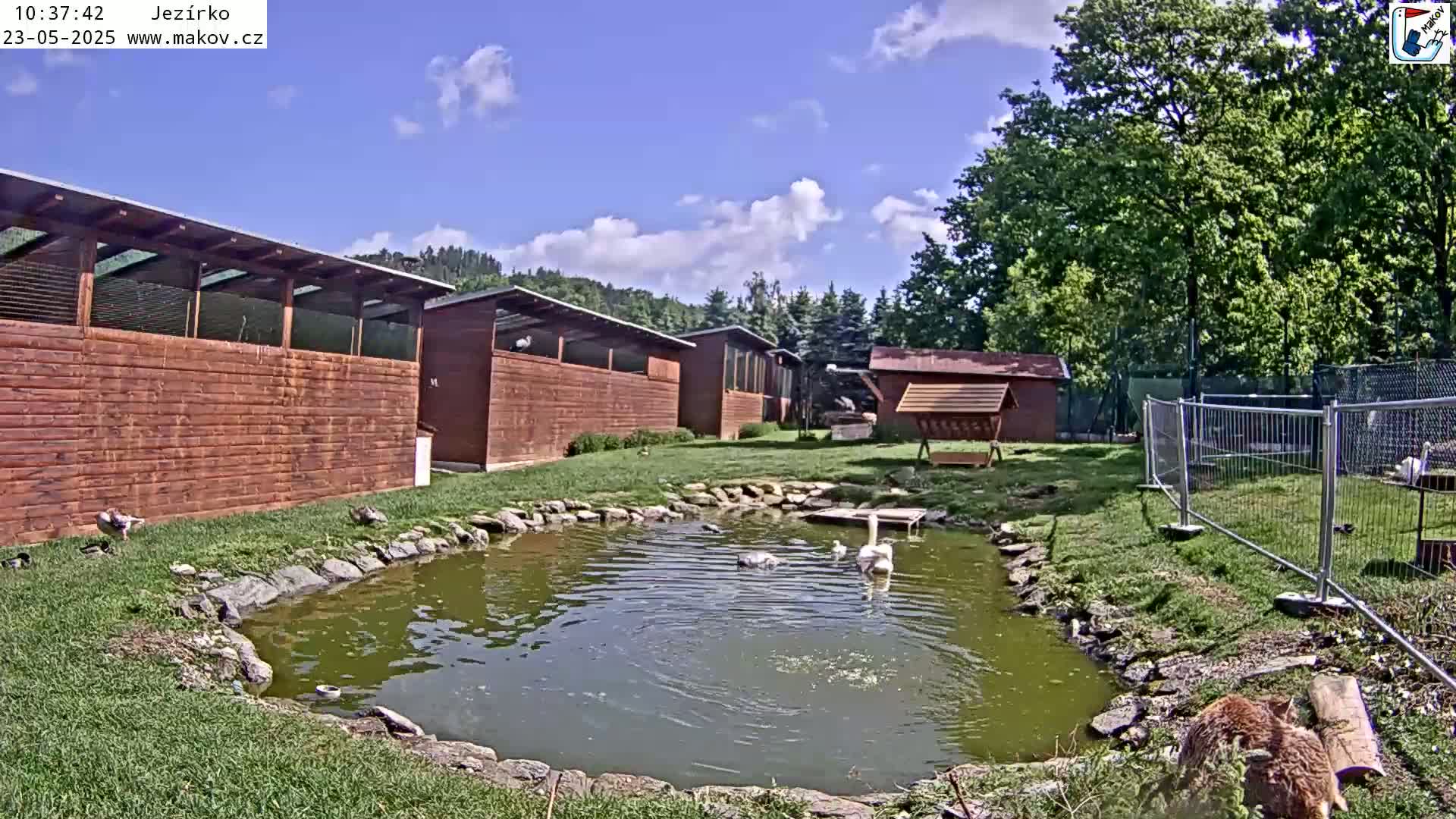 A small pond with swans is surrounded by wooden buildings, green lawns, and a chain-link fence under a mostly sunny sky.