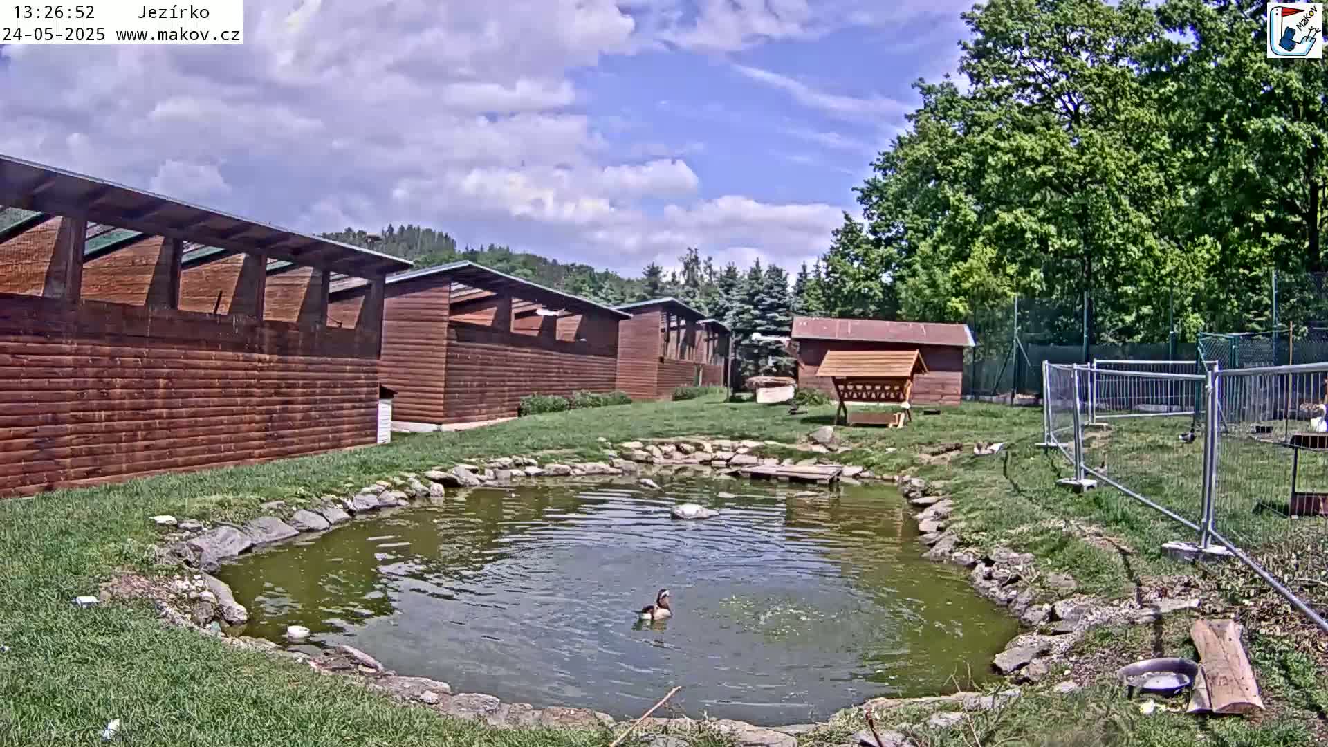 A small pond with ducks is surrounded by a grassy area, wooden buildings, and a metal fence, all under a partly cloudy sky.