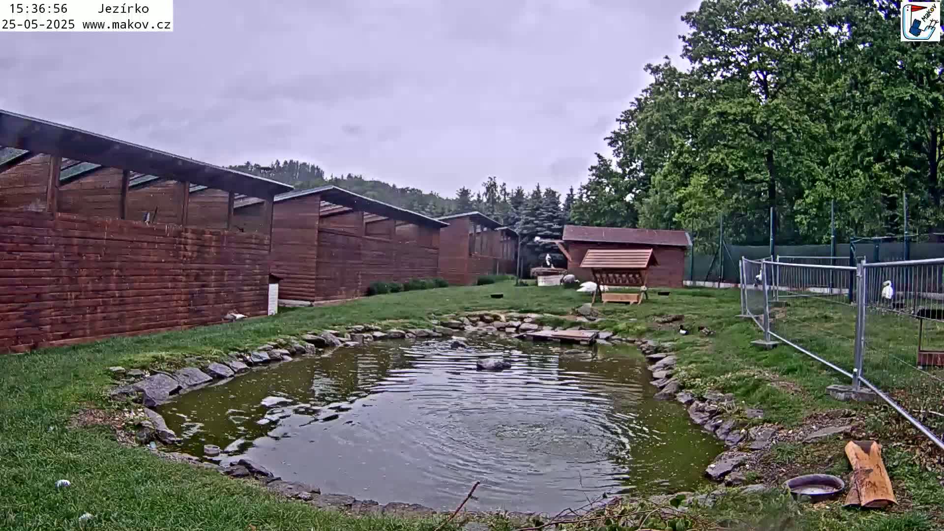 A small pond with birds is surrounded by a grassy area, wooden buildings, and a wire fence under an overcast sky.