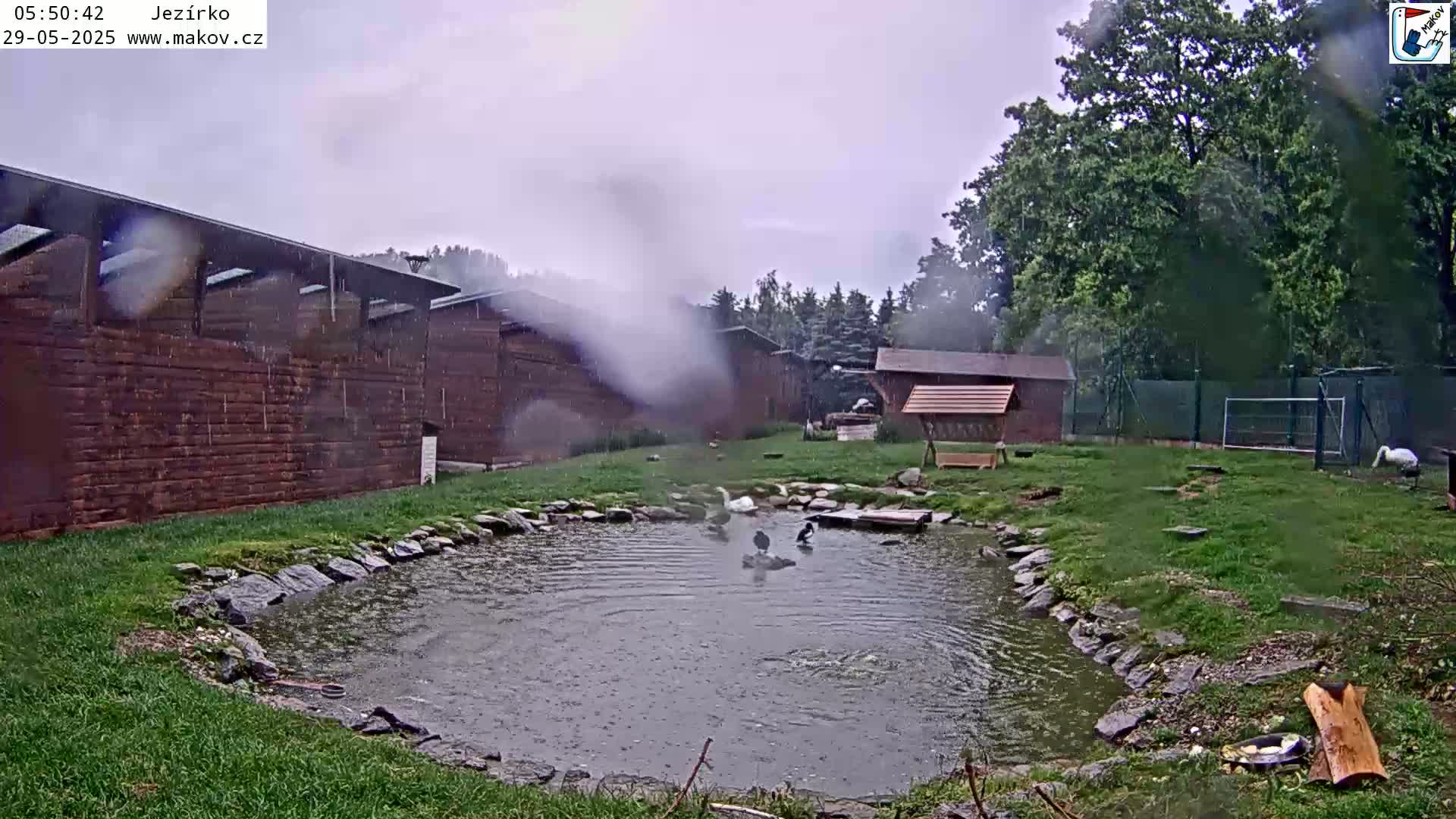 A small pond with several waterfowl is surrounded by grass, wooden buildings, and trees during a rainy day.