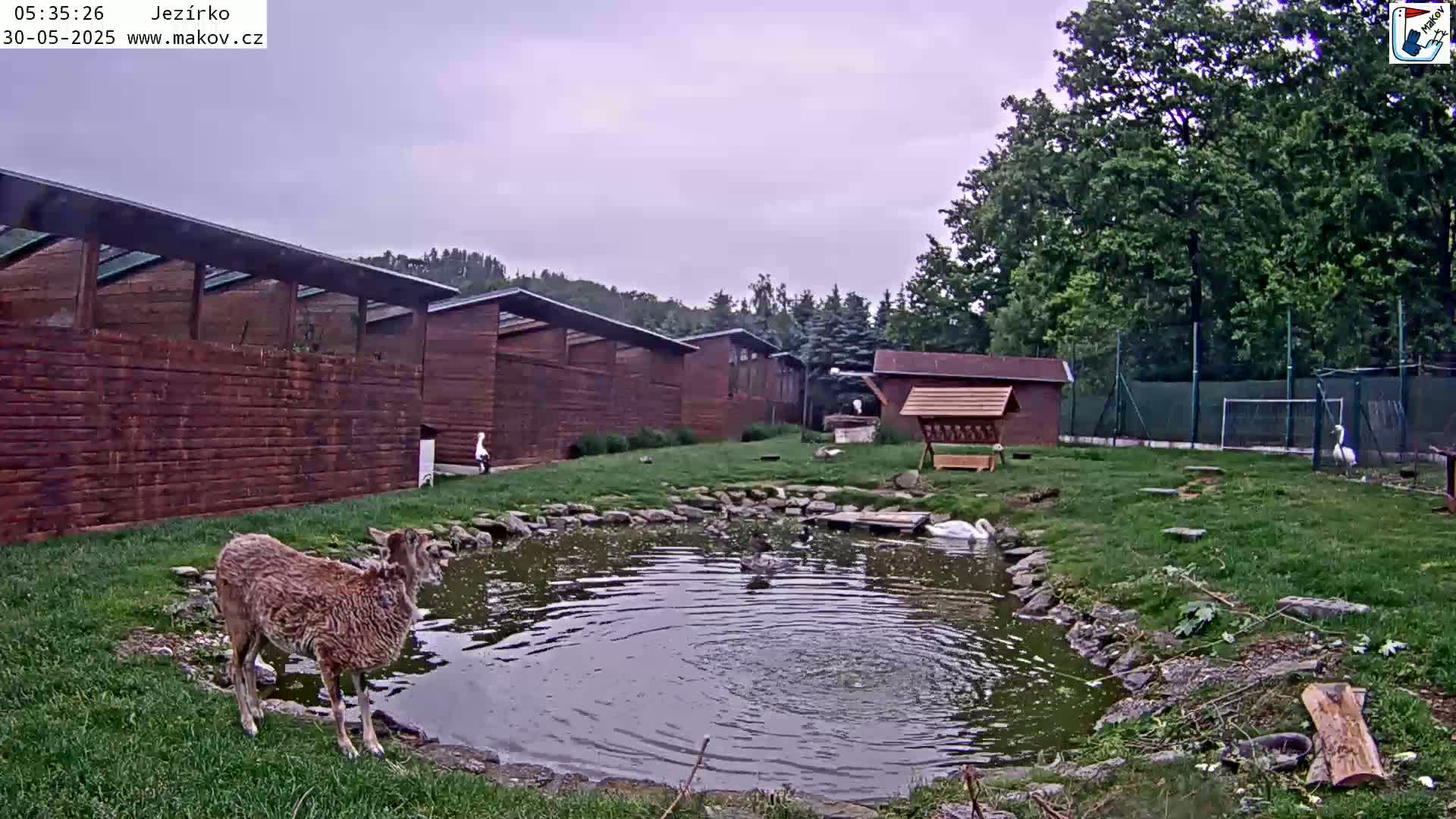 A brown animal stands by a pond where several birds are swimming, in front of a series of wooden buildings under an overcast sky.