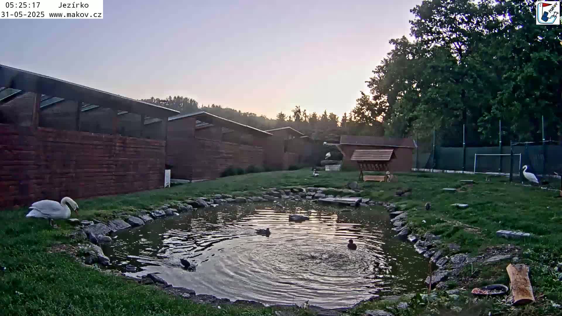 A swan stands near a small pond with ducks swimming in it, situated in a grassy area beside several wooden buildings under a twilight sky.