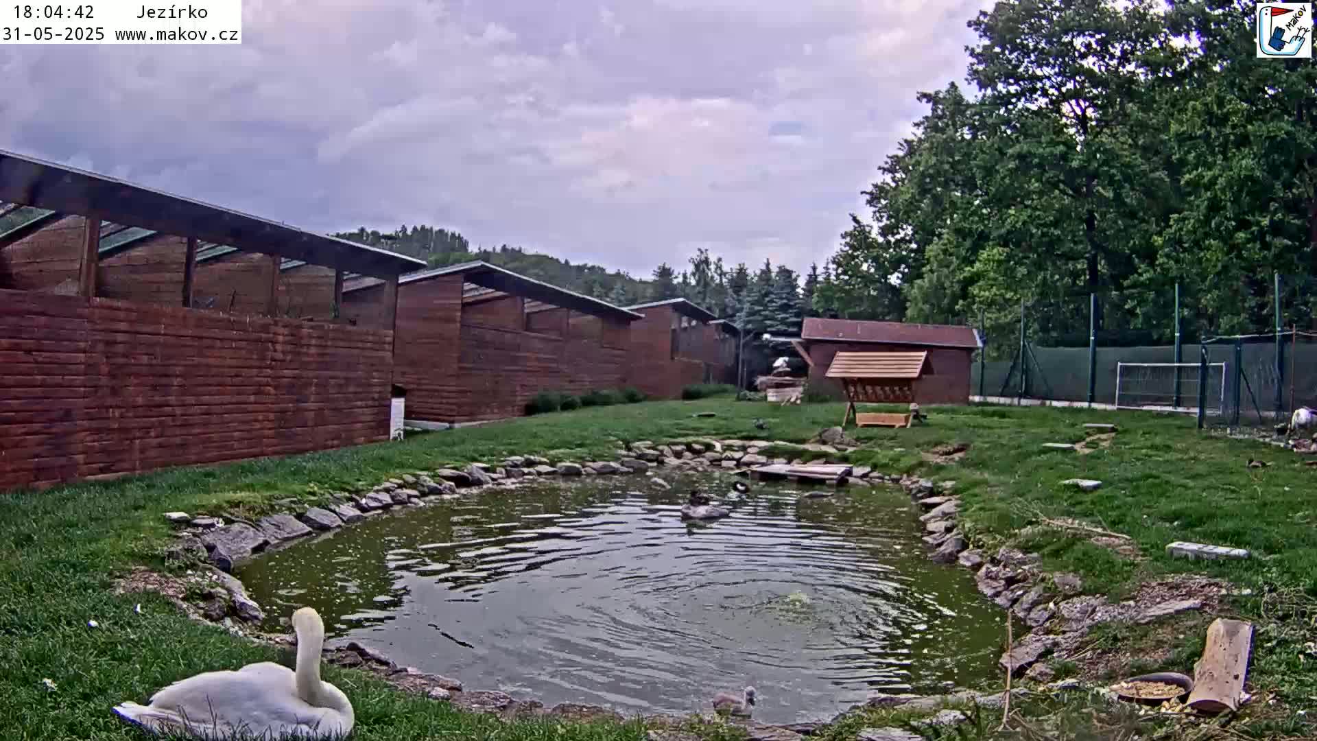 A swan sits by a small pond with ducks swimming in it, next to several wooden structures under a cloudy sky.