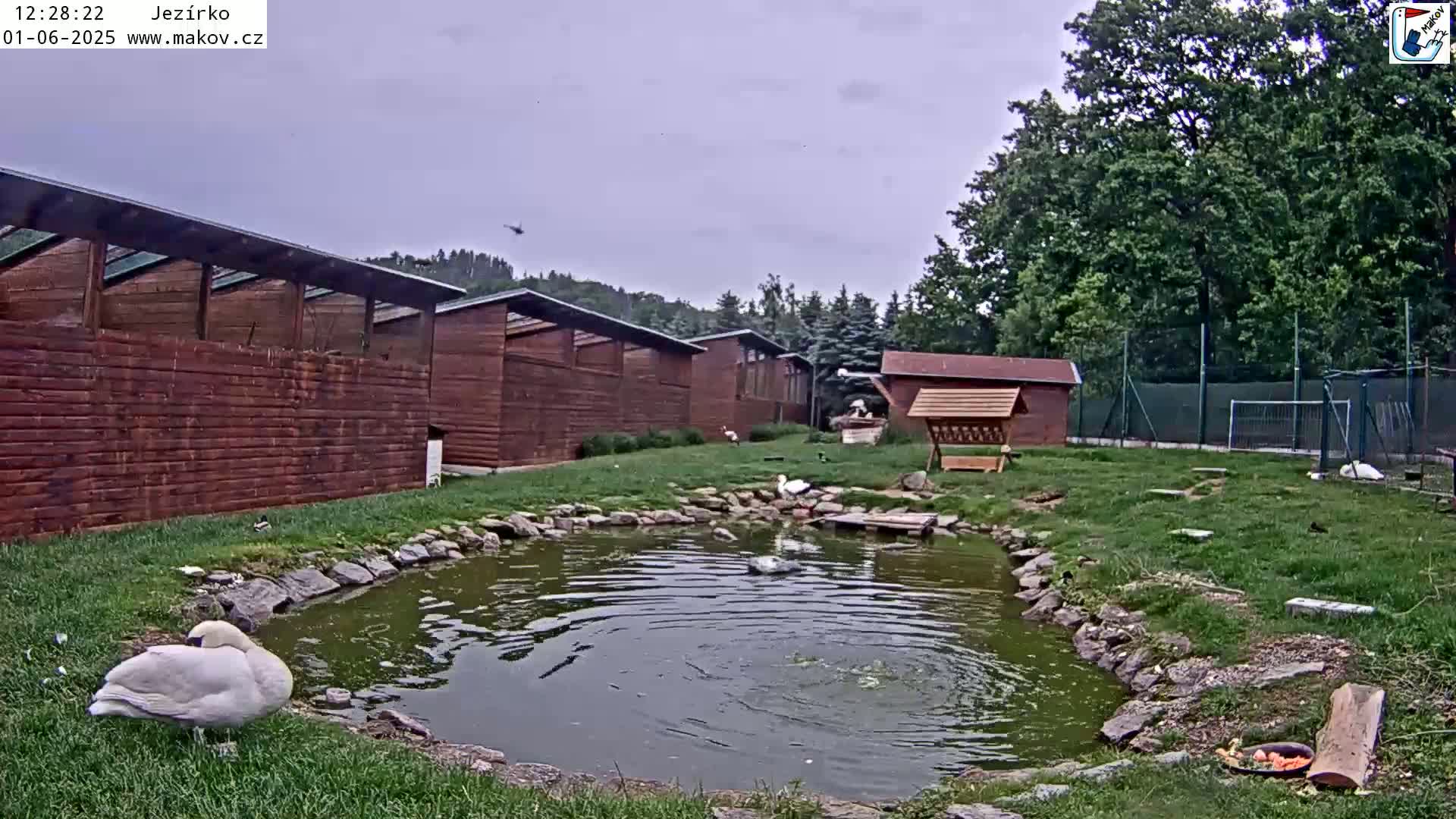 A swan rests by a small pond in a grassy area next to several wooden buildings under an overcast sky.