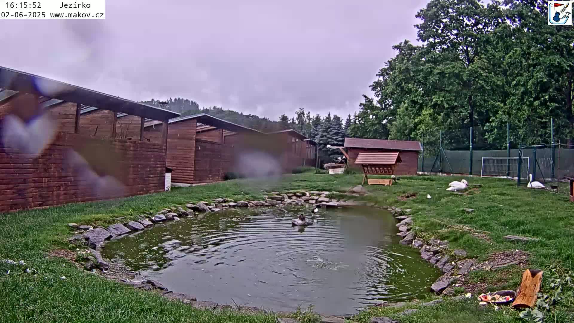A small pond with ducks and swans is surrounded by wooden buildings and lush green grass under an overcast sky, with light rain.