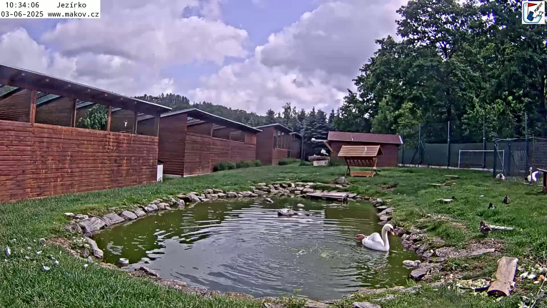 A white swan swims in a small pond surrounded by wooden buildings, lush green grass, and several other birds under a partly cloudy sky.