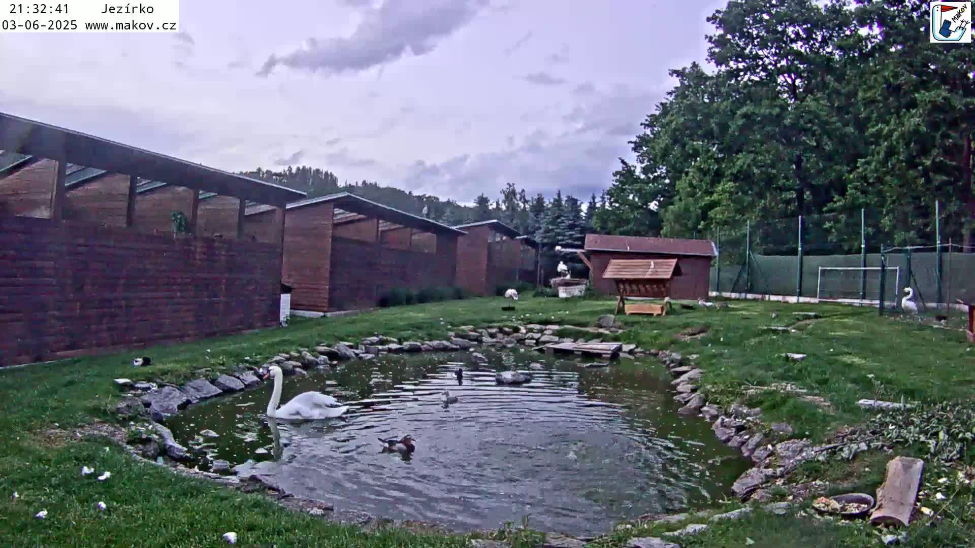 A small pond with swans and ducks is surrounded by grassy areas, wooden buildings, and a chain-link fence under a cloudy sky.