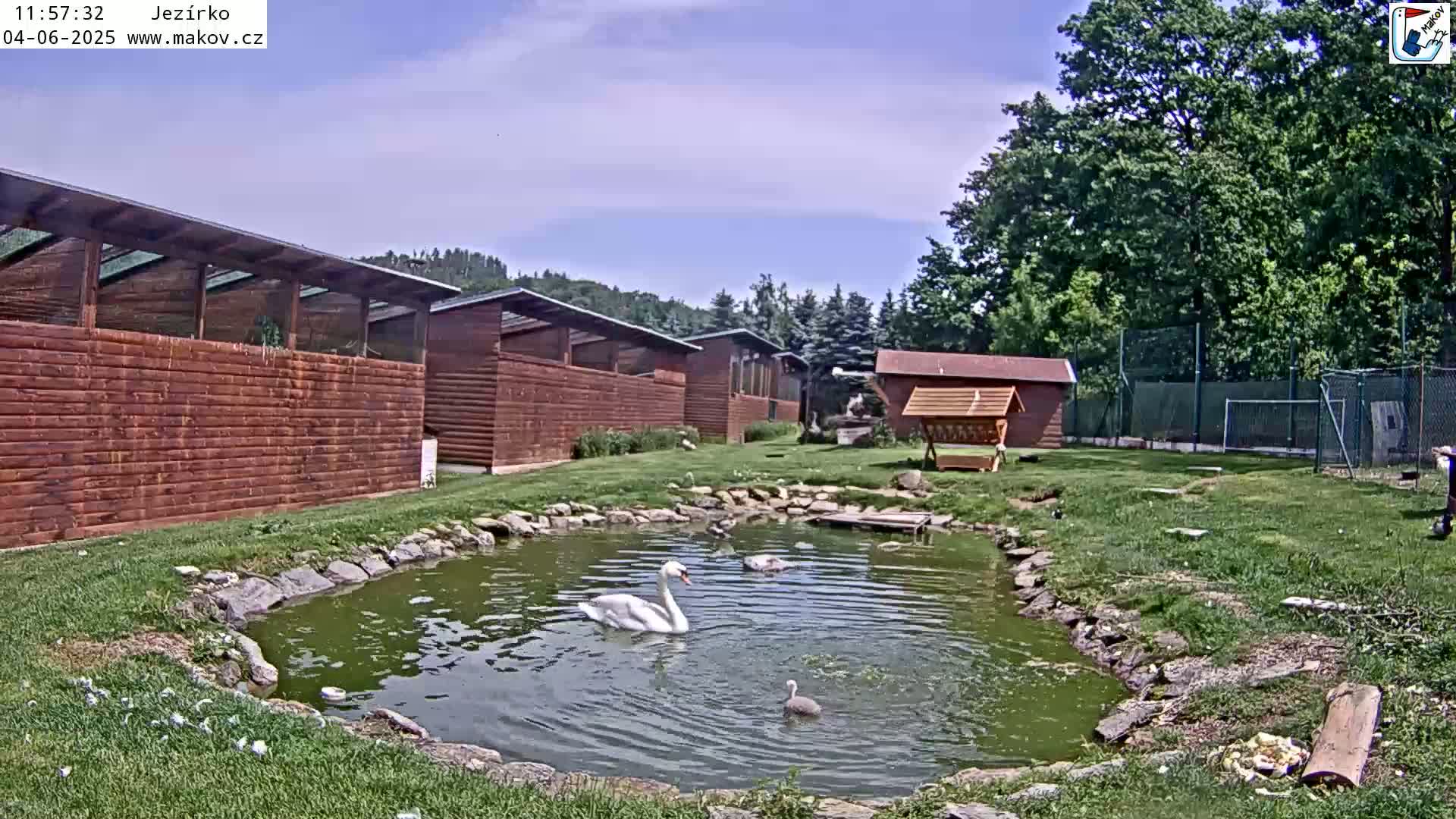 A swan and other waterfowl swim in a small pond next to several wooden buildings under a mostly sunny sky.