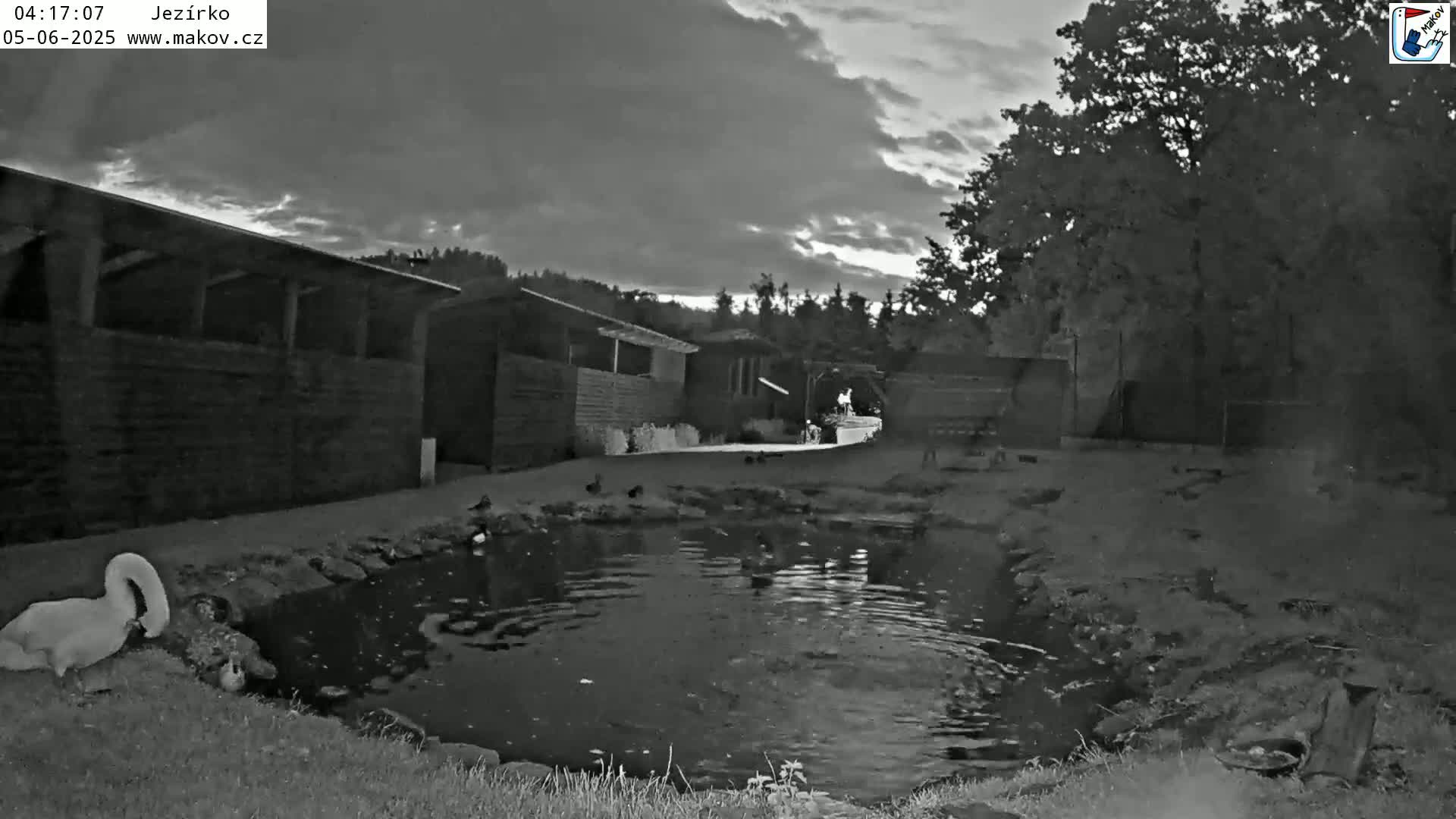 A swan and other waterfowl are near a small pond in front of several dark buildings under a partly cloudy sky.