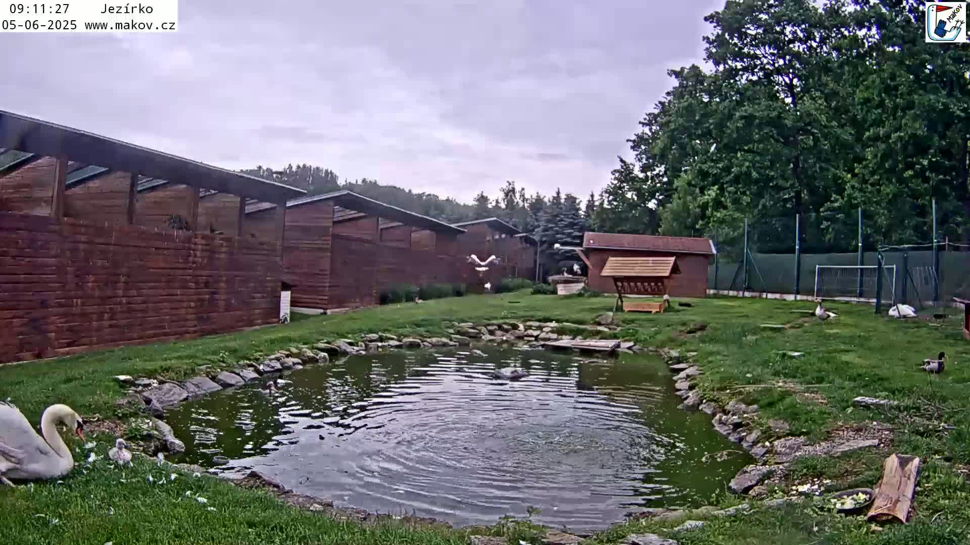 A swan sits by a small pond in a grassy area with several wooden buildings and trees under an overcast sky.