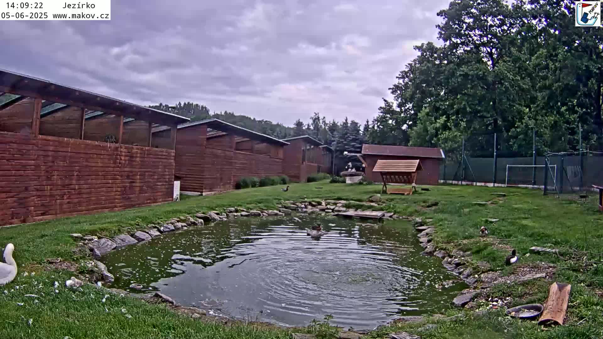 A small pond with several ducks and a swan is surrounded by grassy areas, wooden buildings, and trees under an overcast sky.