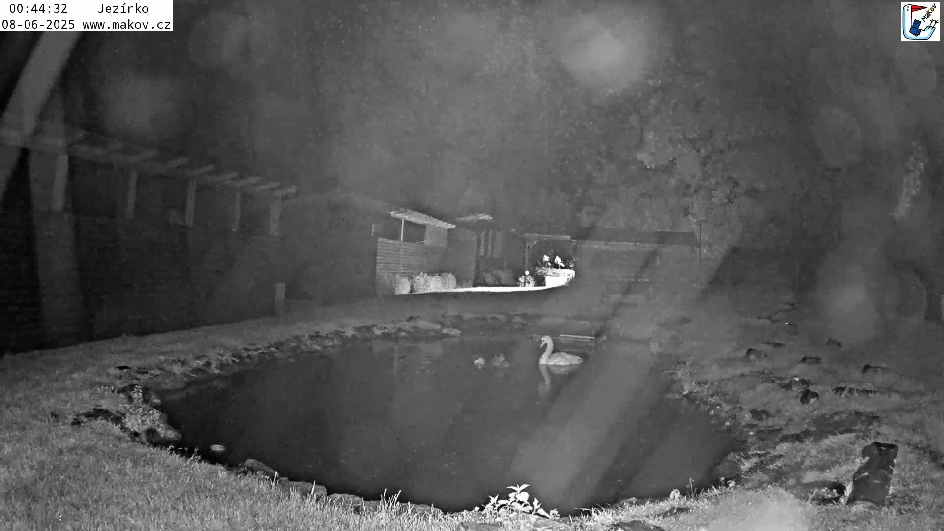 A nighttime, low-light image shows a swan in a pond near some buildings.