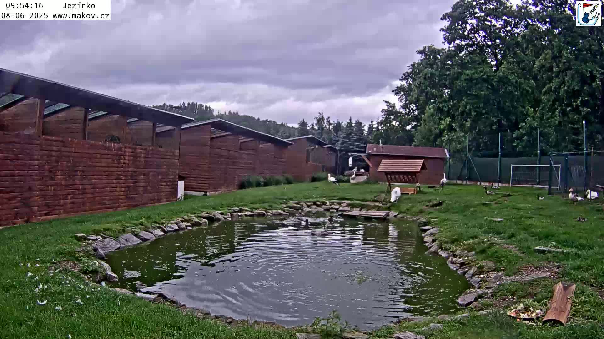 Several white birds and other waterfowl are near a pond in a grassy enclosure with wooden structures under an overcast sky.