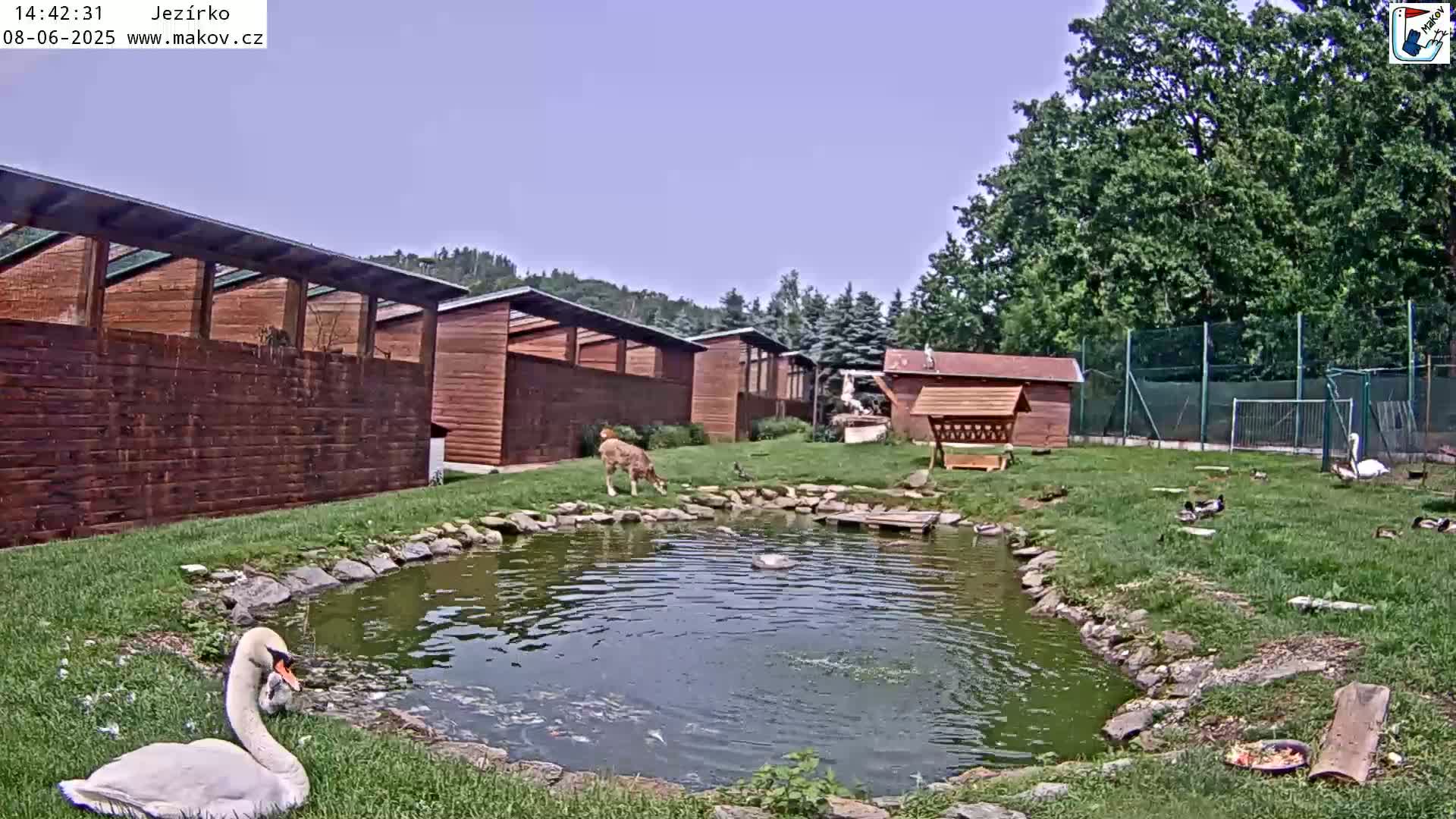 A swan stands by a pond surrounded by wooden structures, a deer, various waterfowl, and lush green grass under a clear, sunny sky.