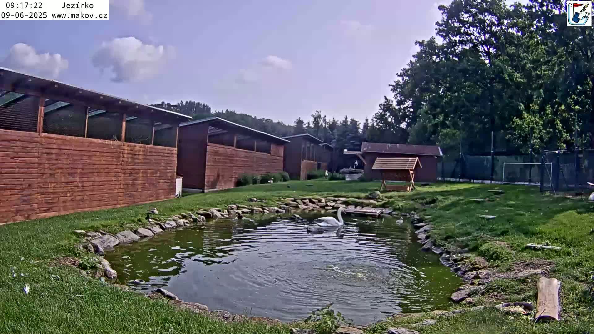 A white swan swims in a small pond surrounded by wooden buildings and green grass under a partly cloudy sky.