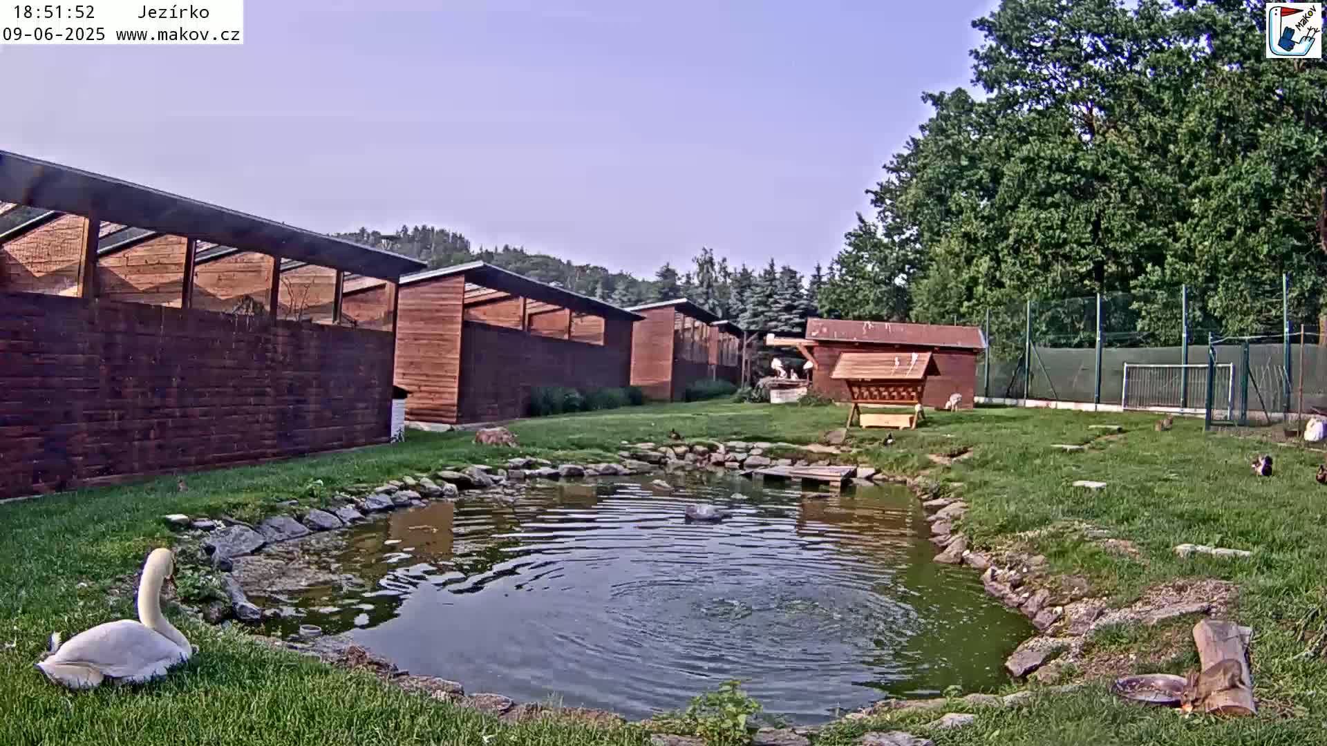 A swan sits by a small pond in a grassy area next to several wooden structures under a clear sky.