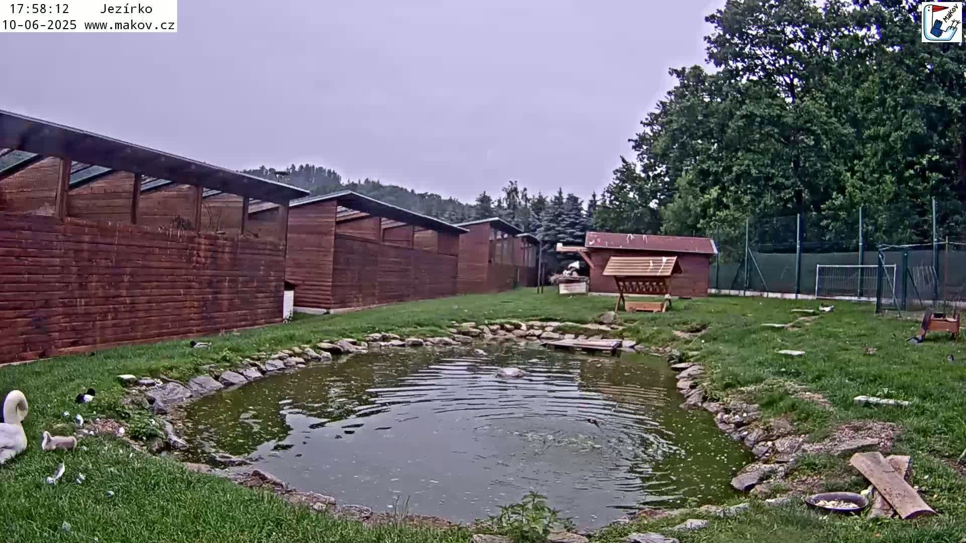 A swan and other waterfowl are near a small pond in a grassy area with several wooden structures and trees under an overcast sky.