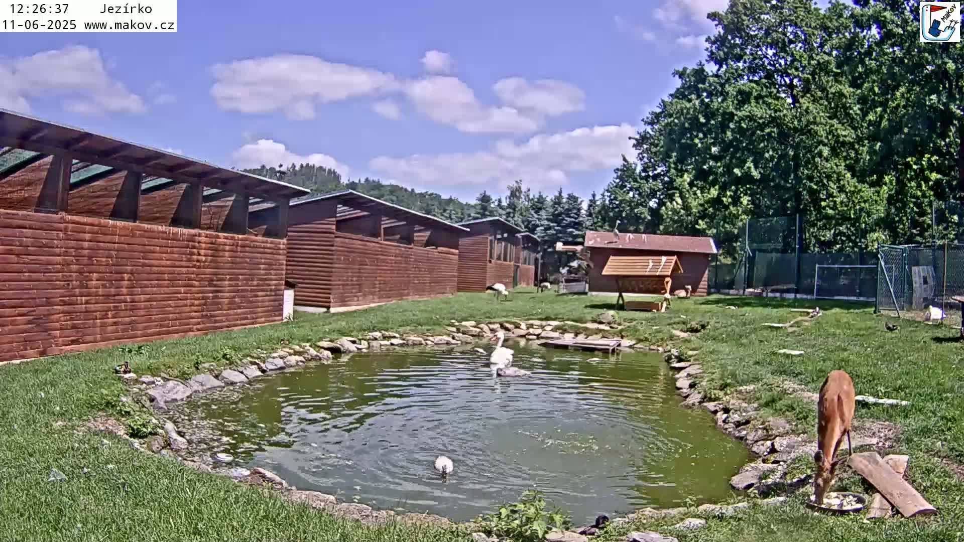 A deer drinks from a small pond surrounded by wooden structures and several birds, under a partly cloudy blue sky.