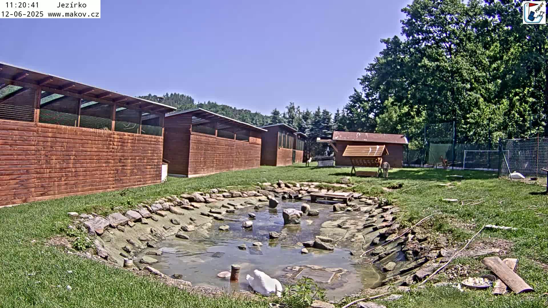 A white swan is near a murky pond surrounded by a grassy area with several wooden structures and a wooded backdrop under a clear blue sky.