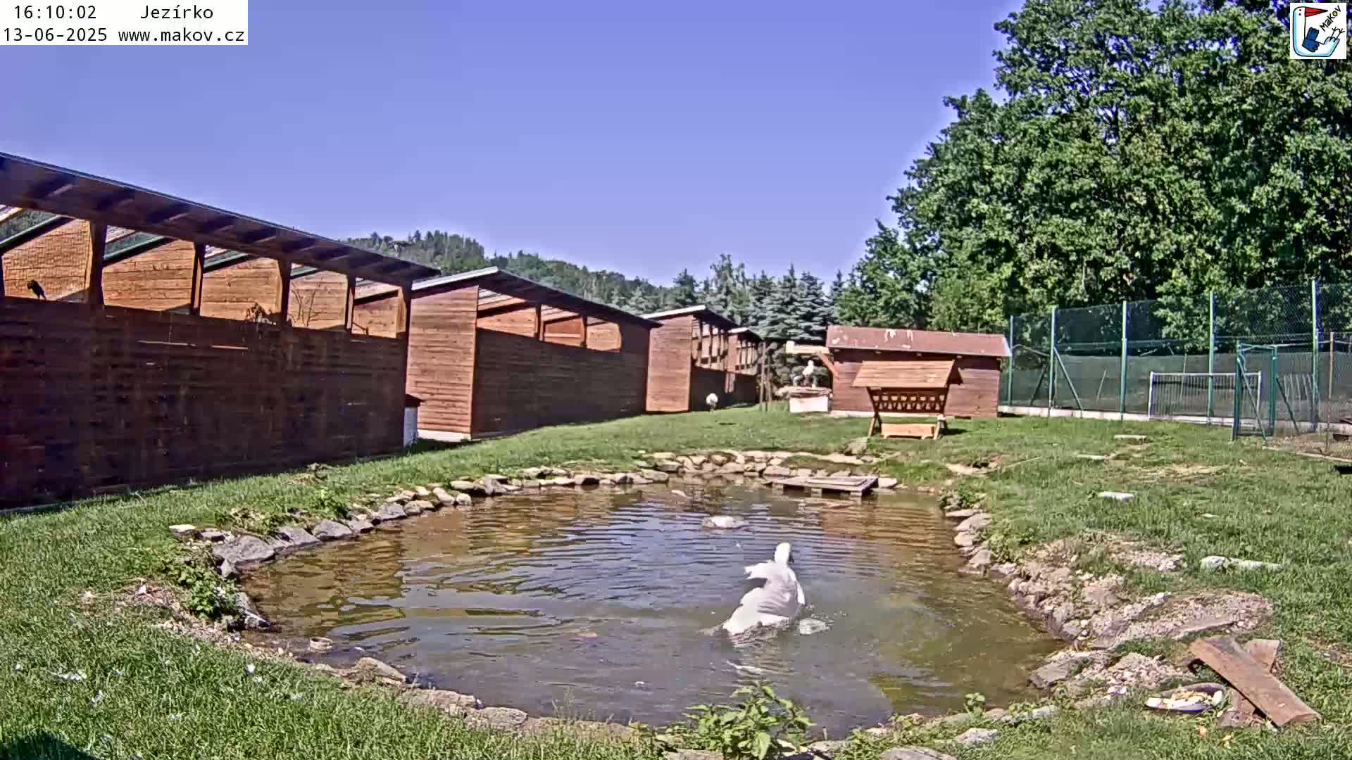 A white swan swims in a small pond surrounded by wooden buildings, grassy areas, and a chain-link fence under a clear blue sky.