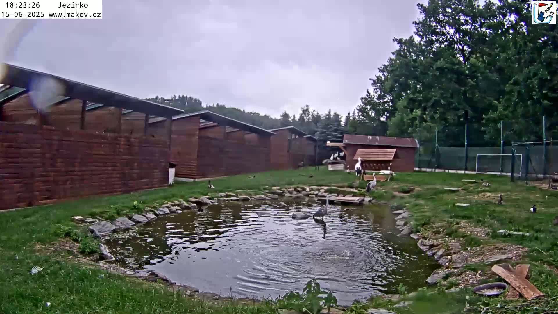 Several birds are near a small pond next to a series of wooden buildings under an overcast sky.