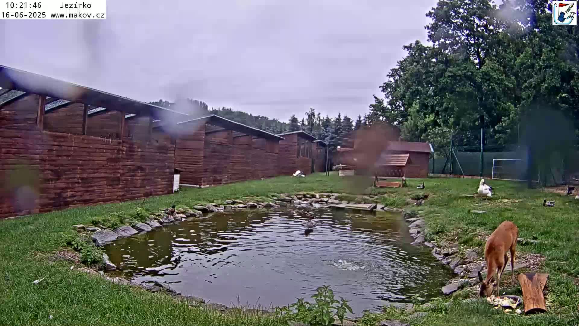 A deer eats near a pond surrounded by wooden structures, green grass, and various birds under an overcast sky.