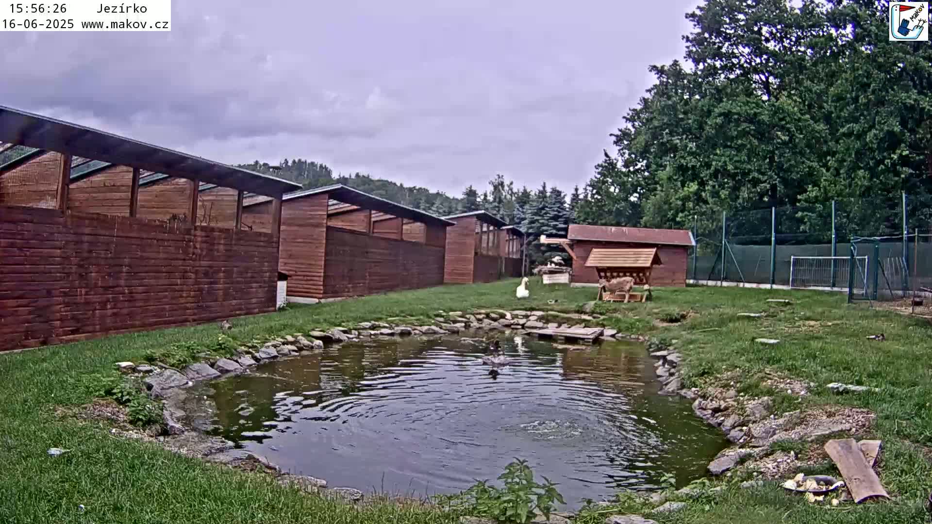 A small pond with ducks swimming in it sits in front of several wooden buildings under an overcast sky.