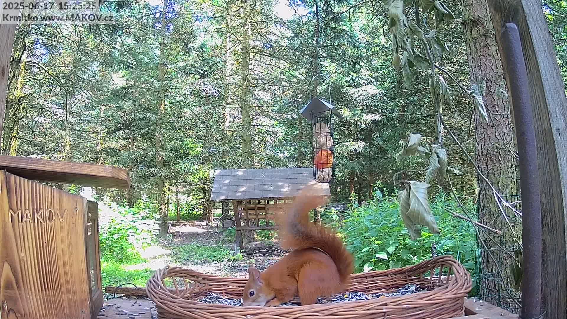 A red squirrel eats seeds from a wicker basket in a sunny woodland setting.