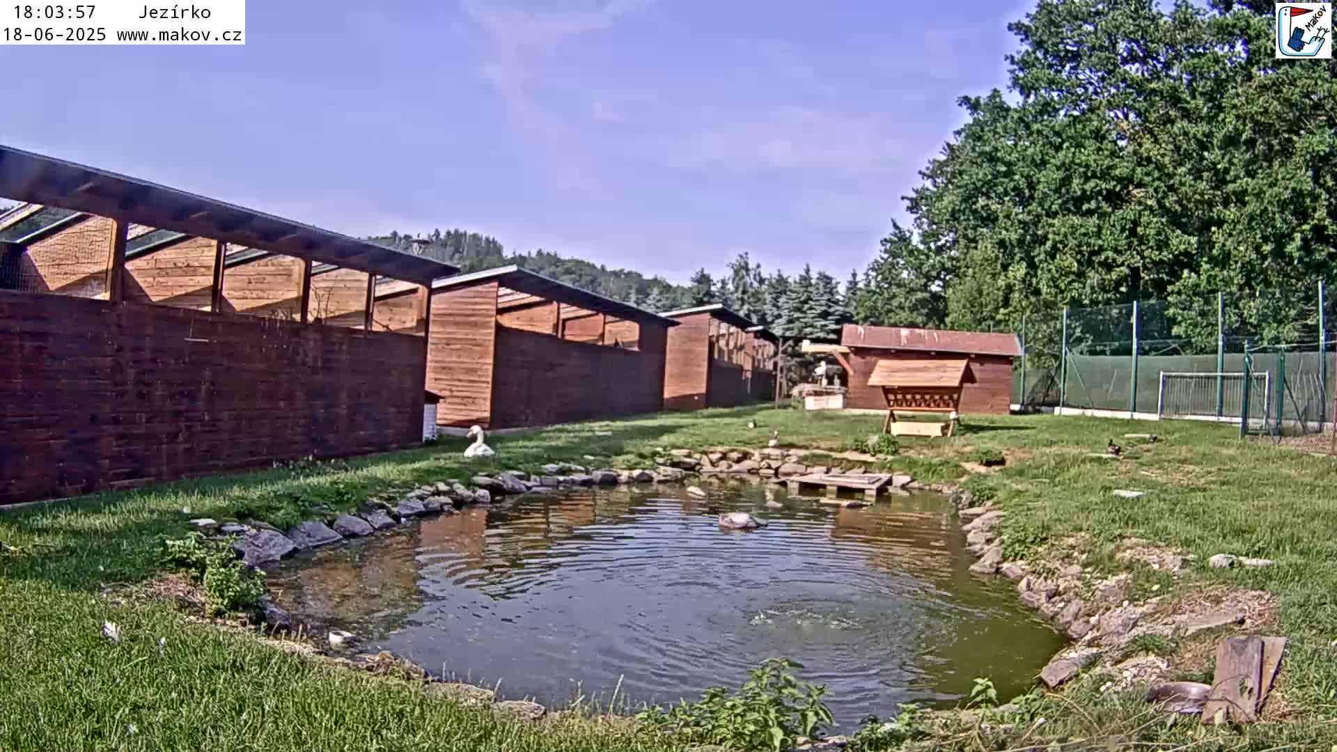 A swan stands near a small pond surrounded by wooden structures and green grass under a clear blue sky.