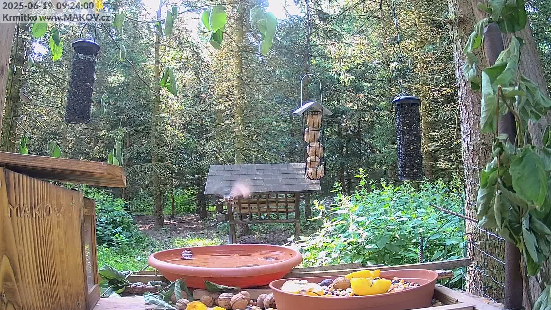 A bird feeder station in a sunny wooded area features several bird feeders, a bird bath, and bowls of nuts and seeds.