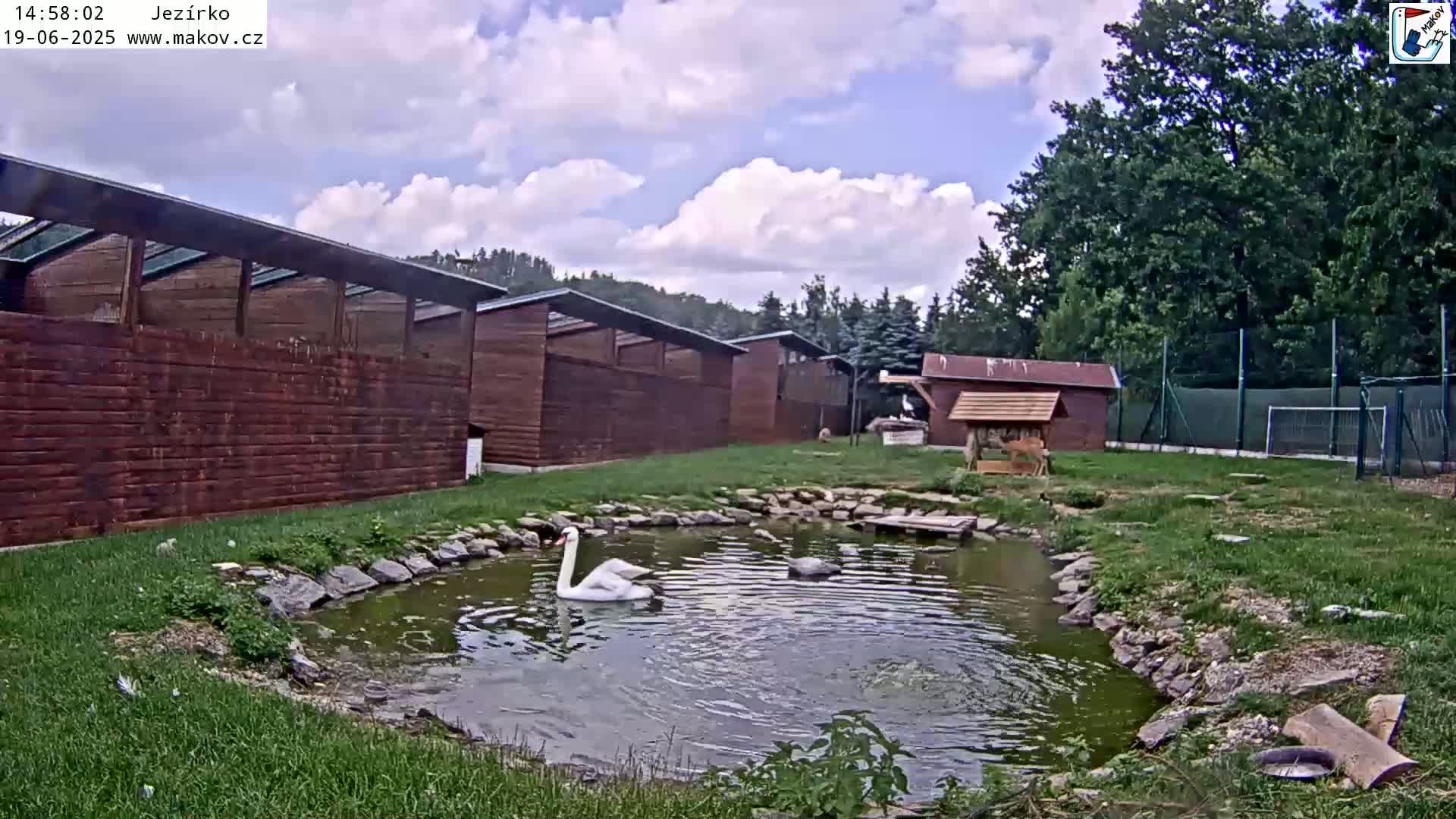 A white swan swims in a small pond surrounded by a grassy area, wooden structures, and trees under a partly cloudy sky.