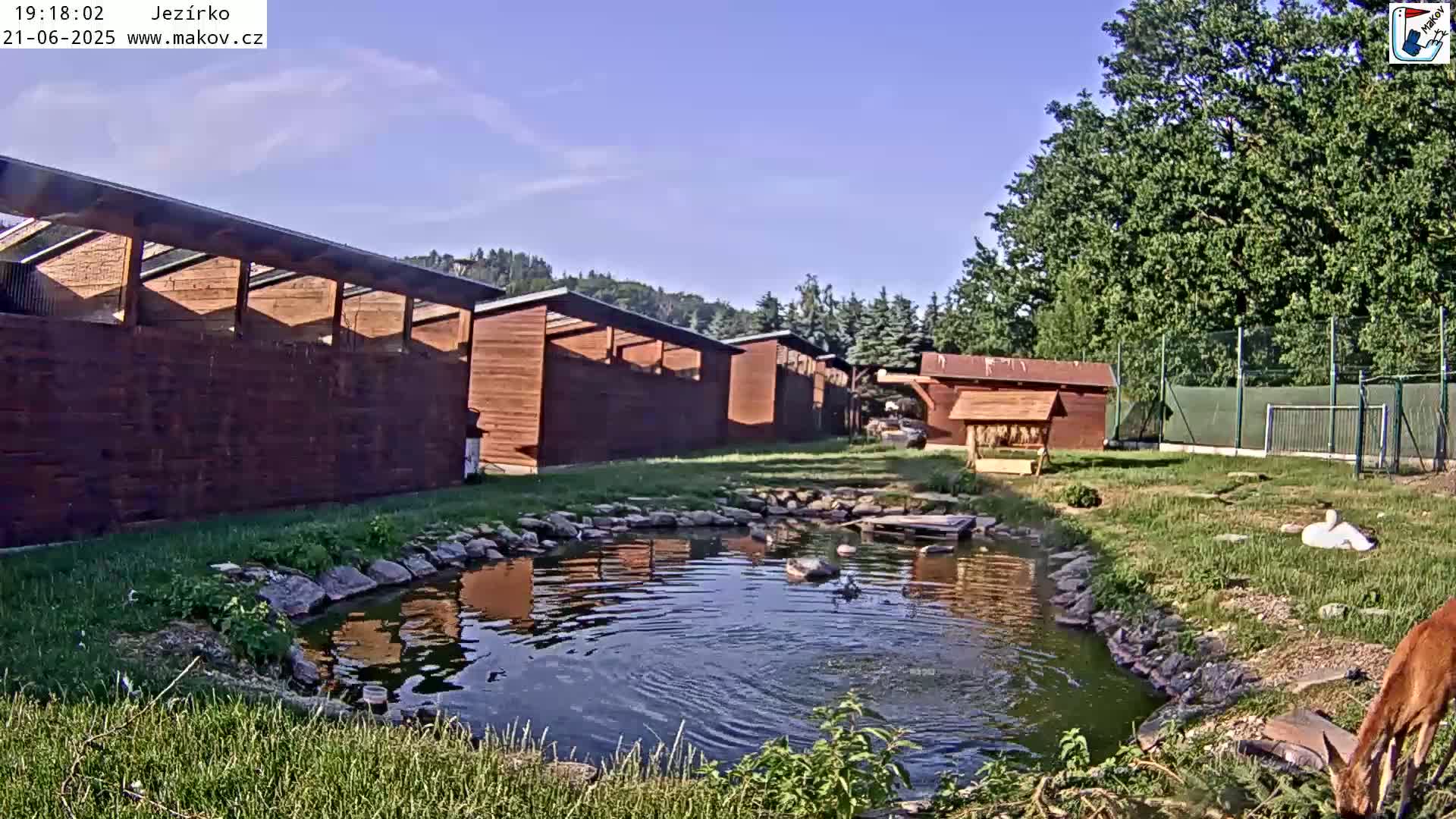 A small pond with ducks and a swan sits in front of several wooden structures under a clear blue sky.