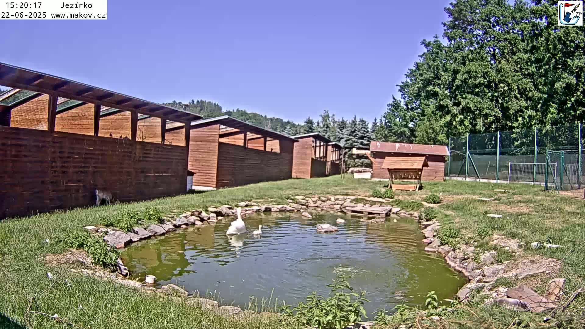 A small pond with two swans sits in front of a row of wooden structures on a sunny day.