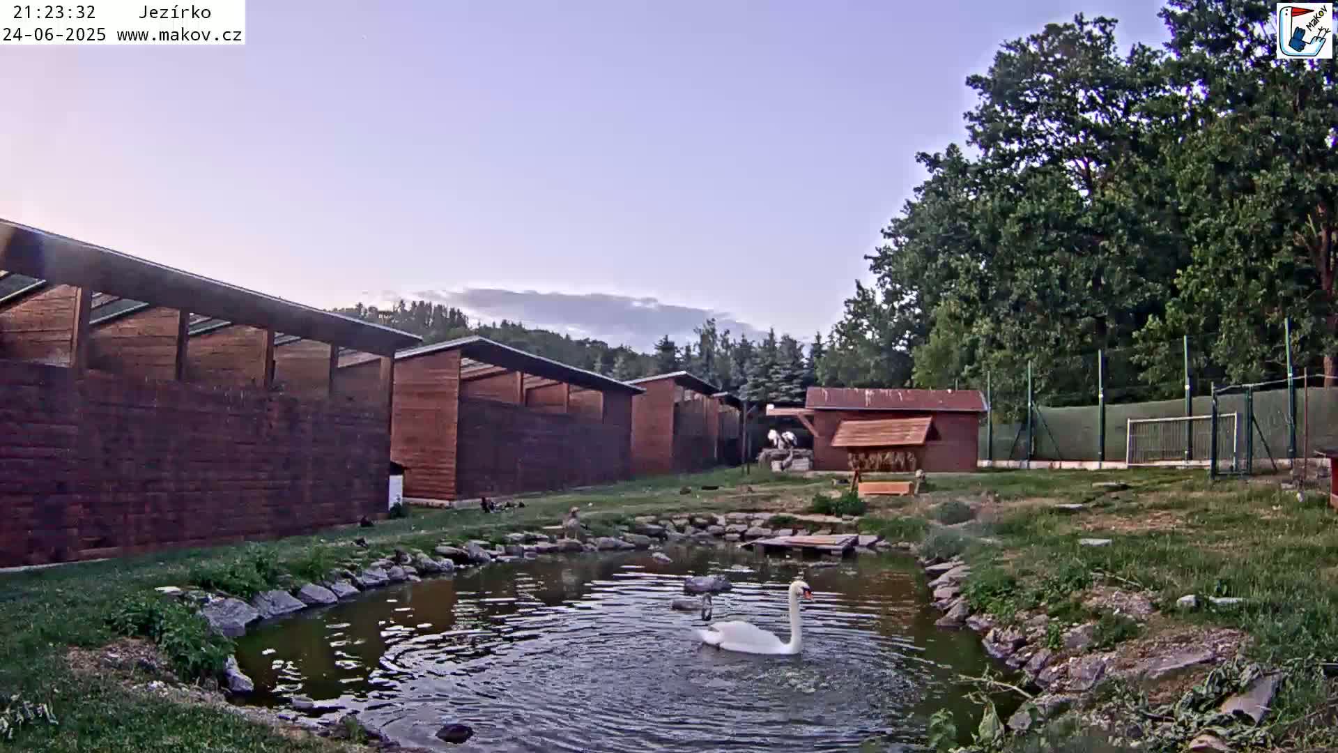 A white swan swims in a small pond surrounded by wooden structures, a grassy area, and trees under a twilight sky.