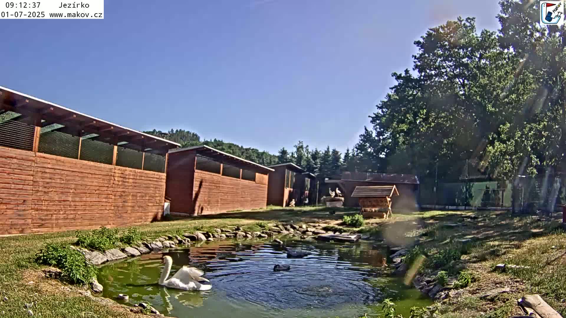 A white swan swims in a small pond next to several wooden buildings under a clear blue sky.