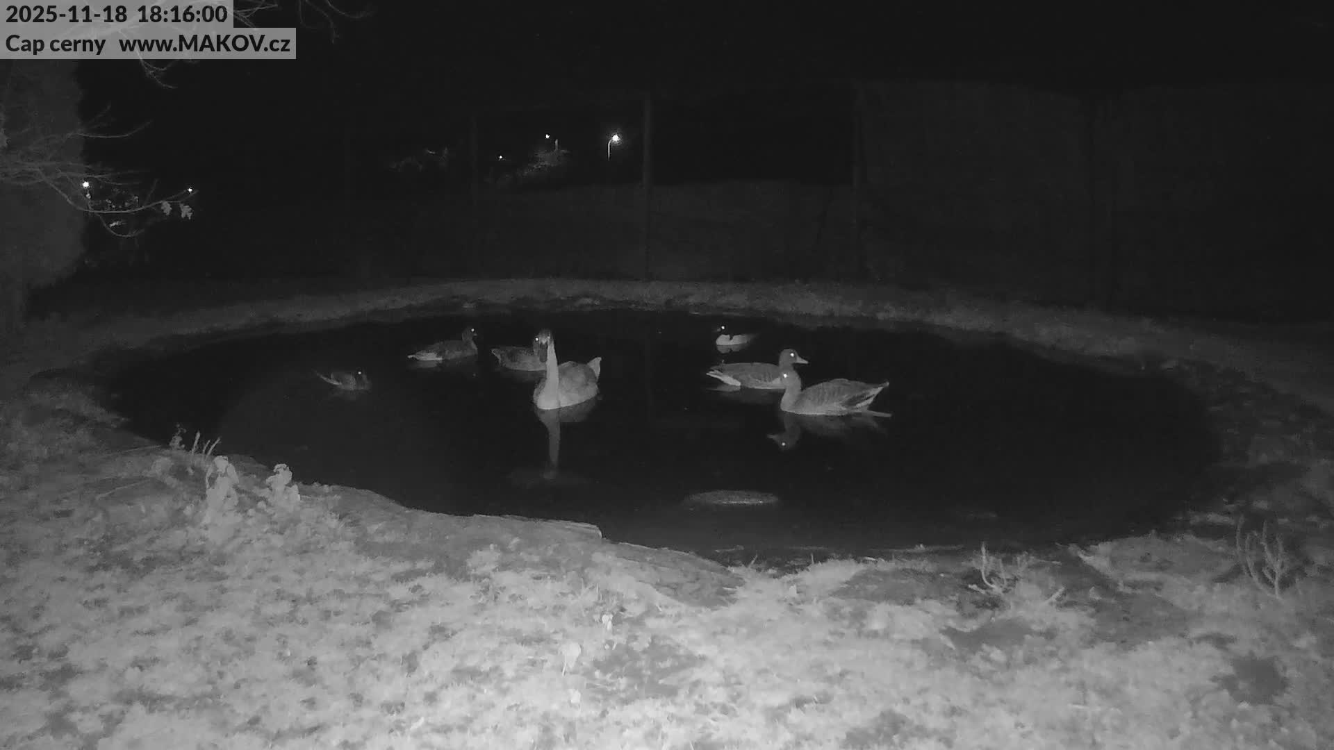 A small pond sits in front of several wooden structures under a clear, sunny sky.