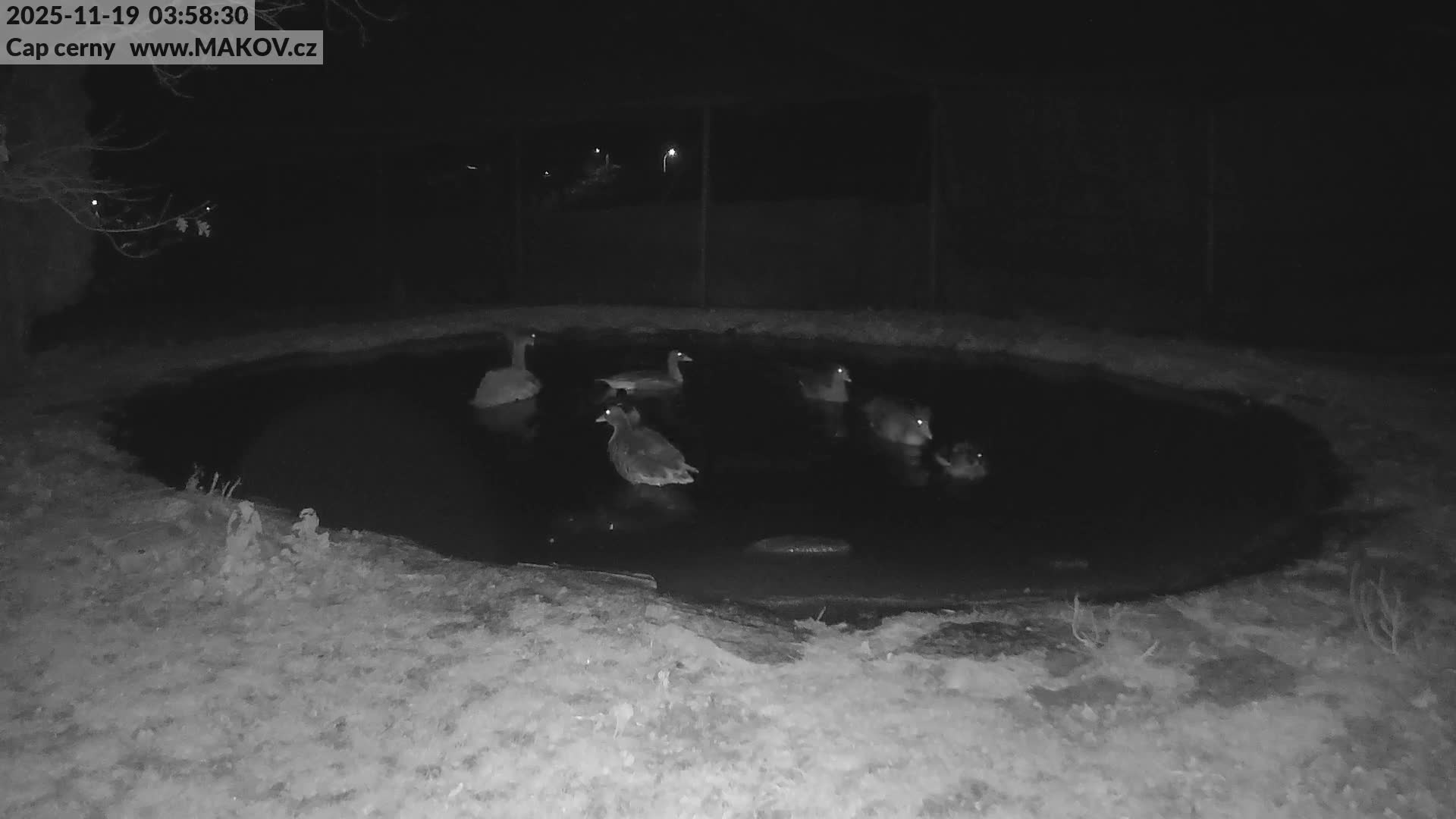 Pisek, Makov Animal Rescue Station Lake Live Cam - Cizova, Pisek, Juhočeský Kraj (South Bohemian), Czechia