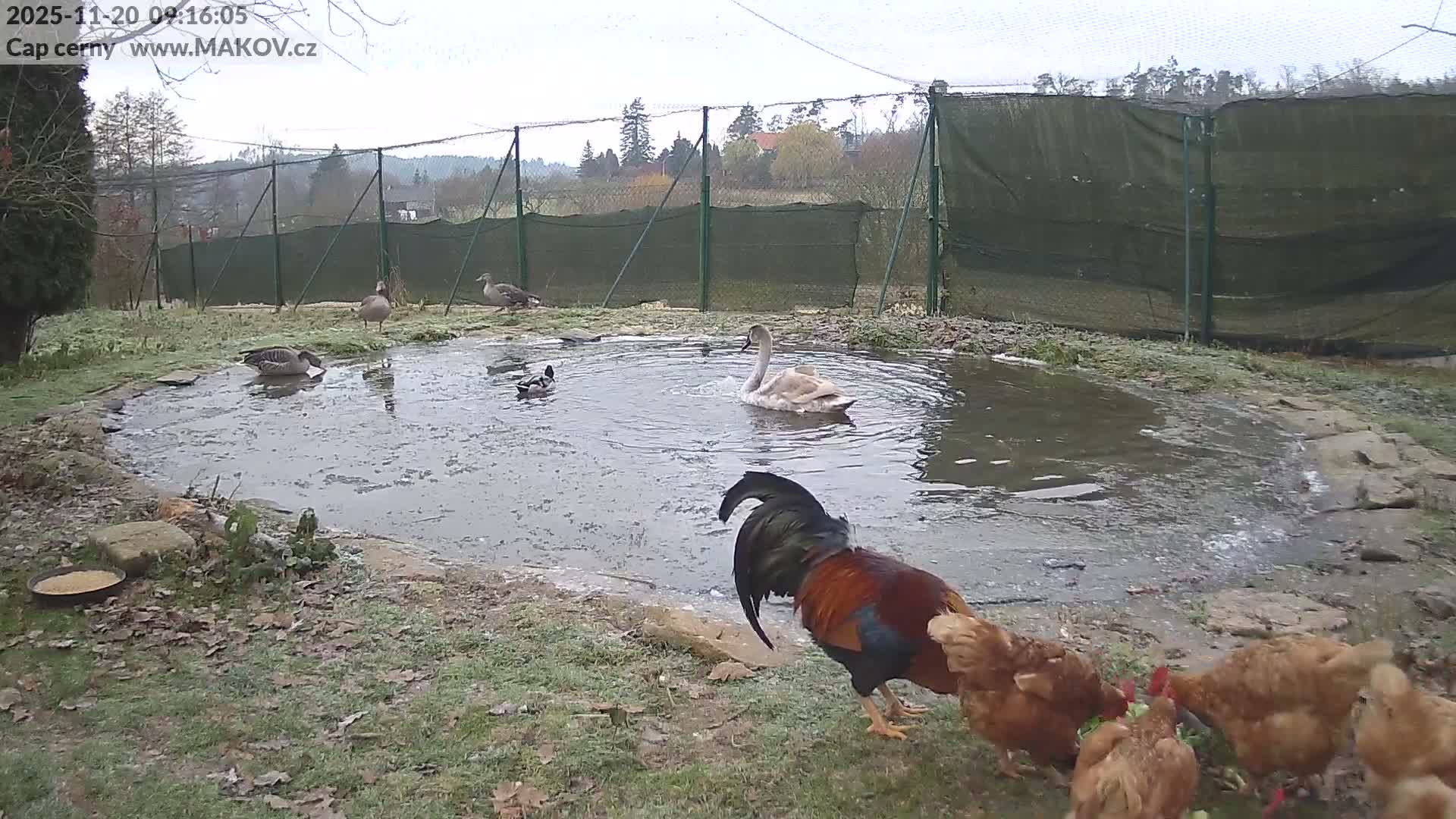 On a dull, frosty day, various fowl including geese, ducks, a swan, a rooster, and chickens are gathered around a pond within an outdoor enclosure.