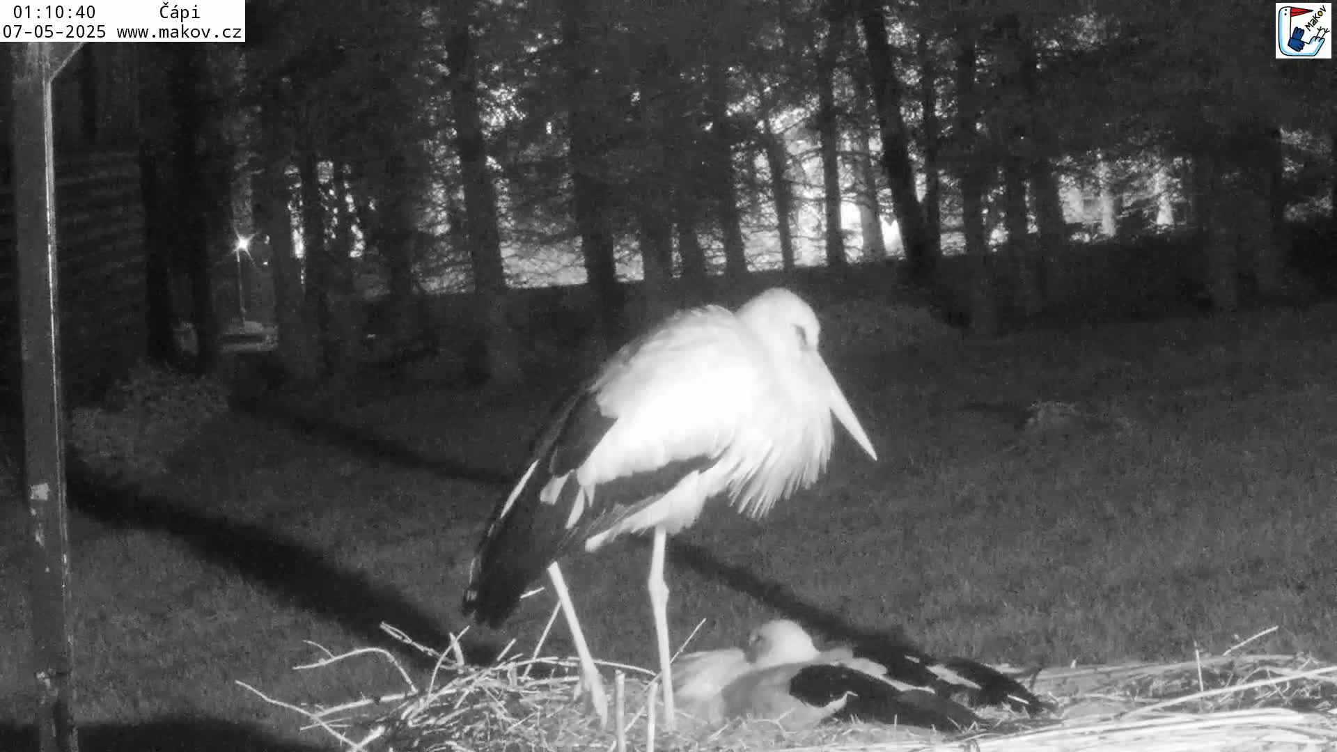 A white stork stands over two smaller storks nestled in a nest at night in a wooded area.