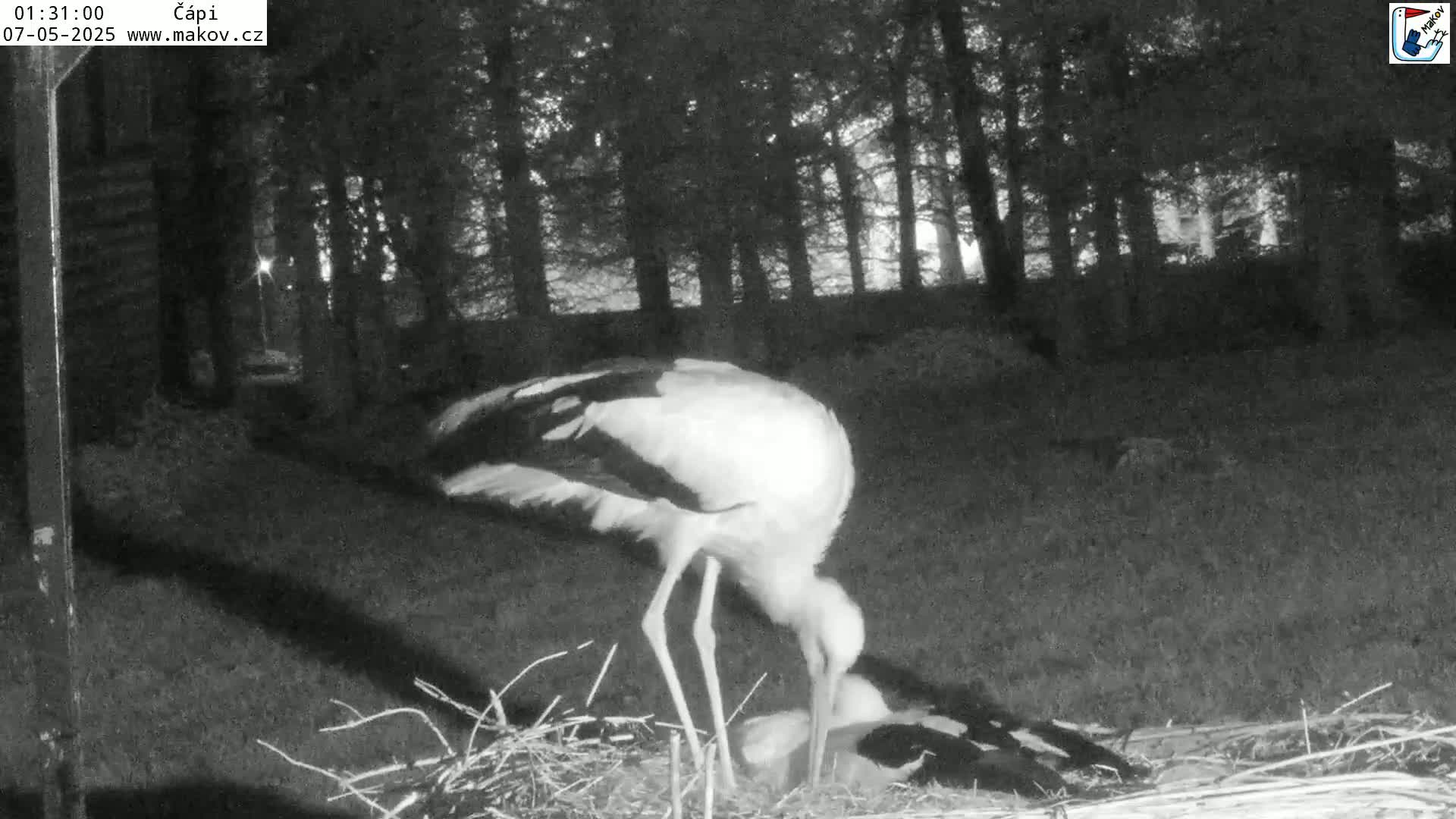 A white stork is tending to its young in a nest at night in a wooded area.