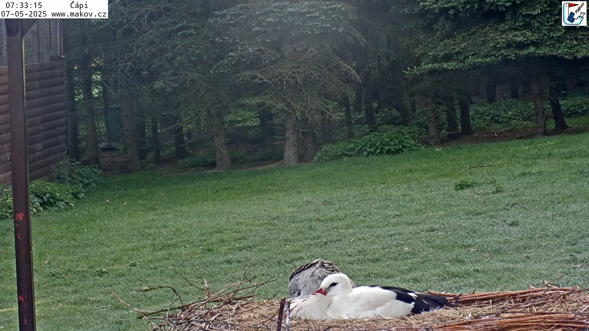 Two storks are nestled together in a nest on a grassy area next to a wooded area.