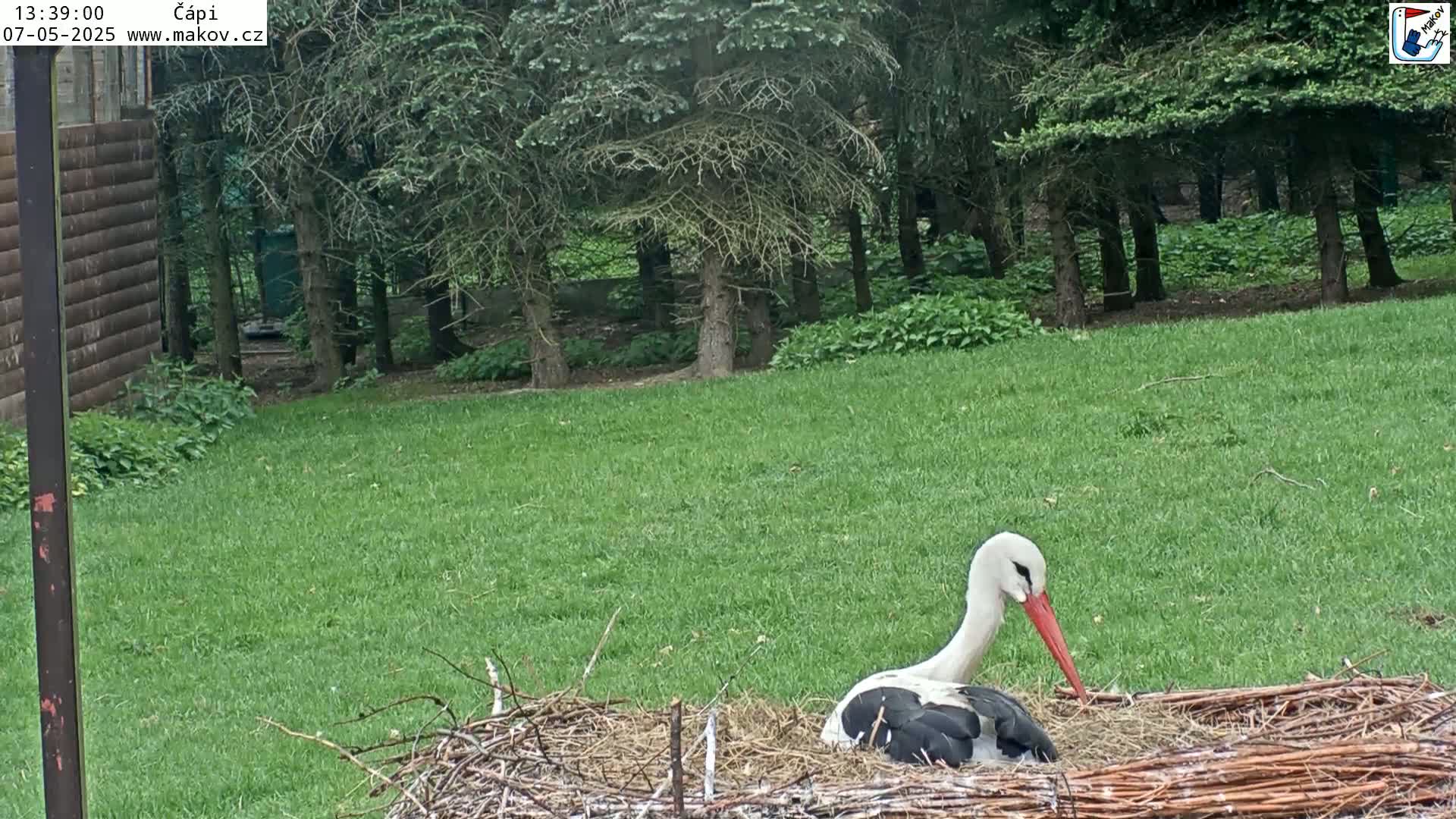 A white stork sits in a nest on a grassy lawn next to a wooded area.