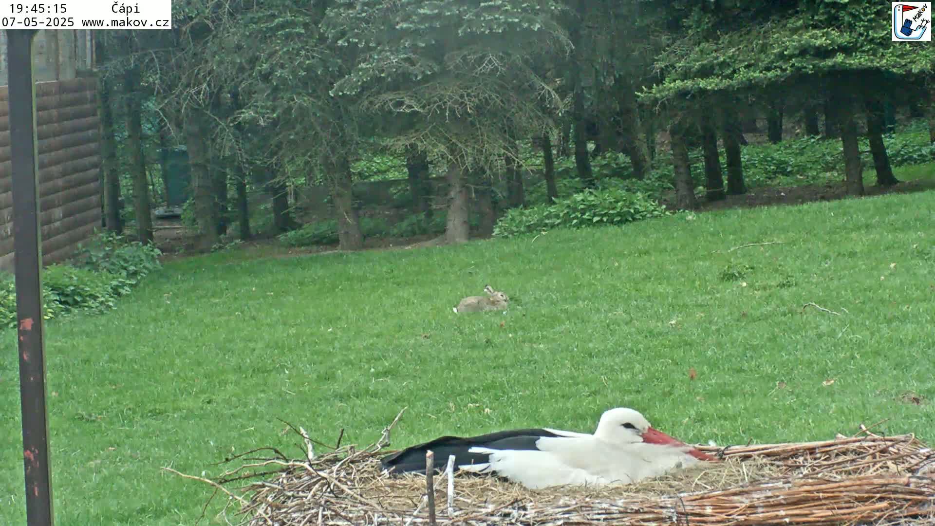 A white stork rests in a nest on a grassy lawn near a rabbit and a line of trees.