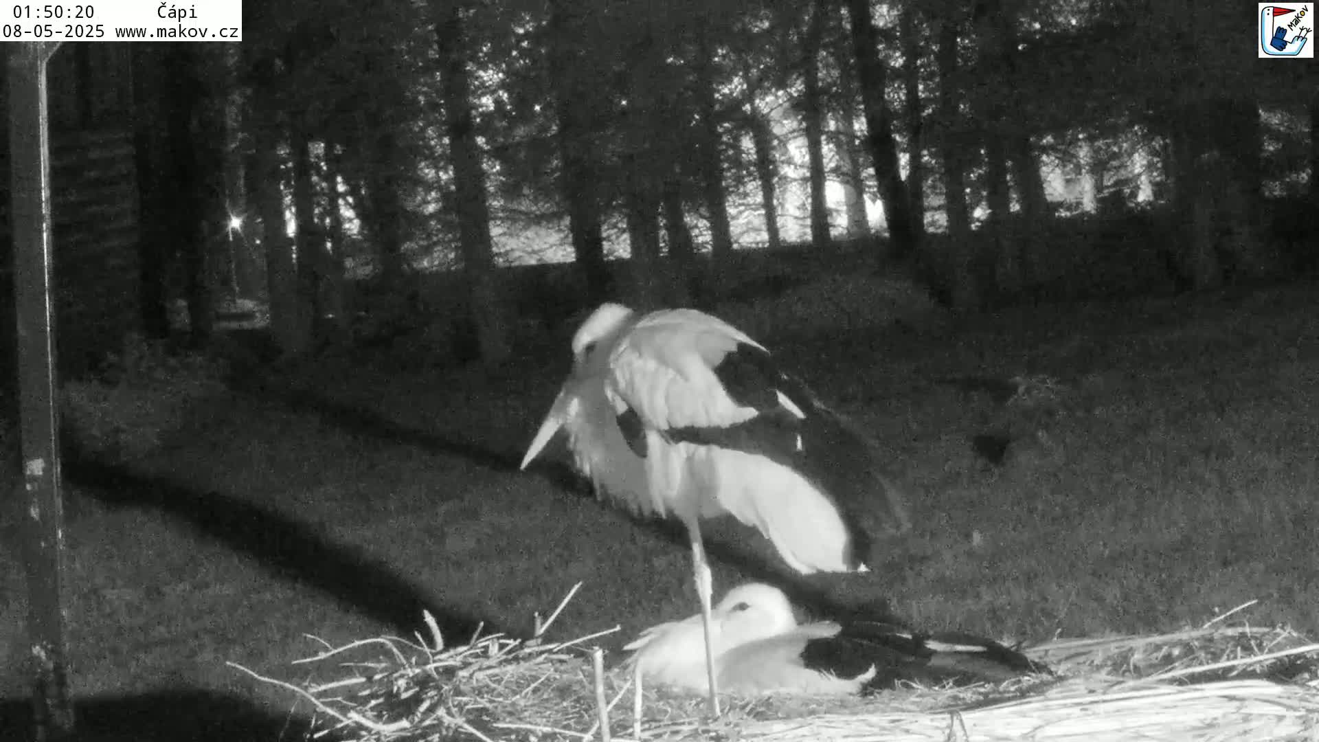 Two adult storks stand over a chick in a nest at night, surrounded by trees.