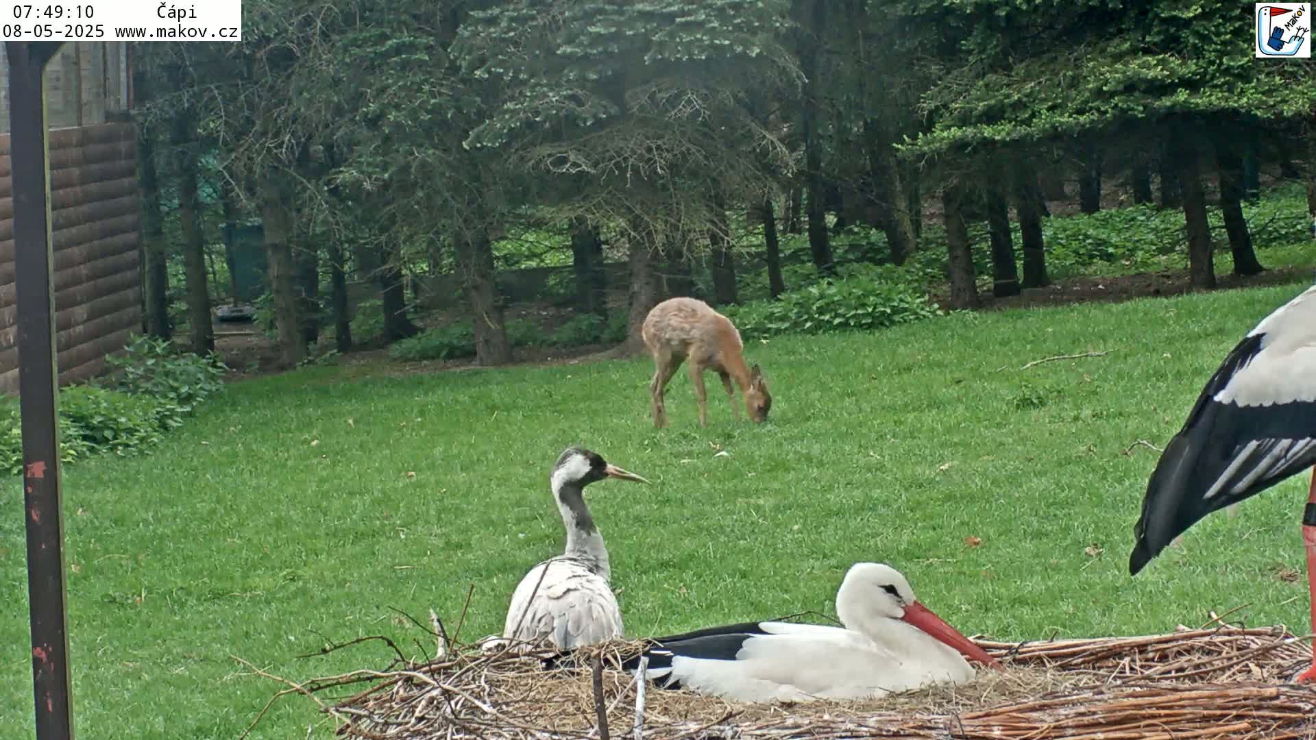 A crane and a stork sit on a nest in a grassy area near a young deer, under a partly cloudy sky.
