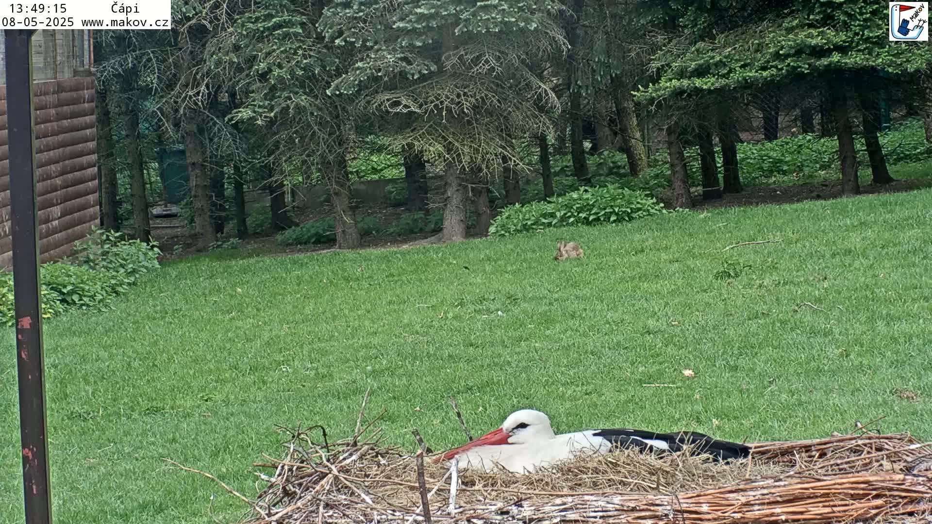 A white stork rests in a nest on a grassy lawn, with a rabbit visible in the background, under an overcast sky.